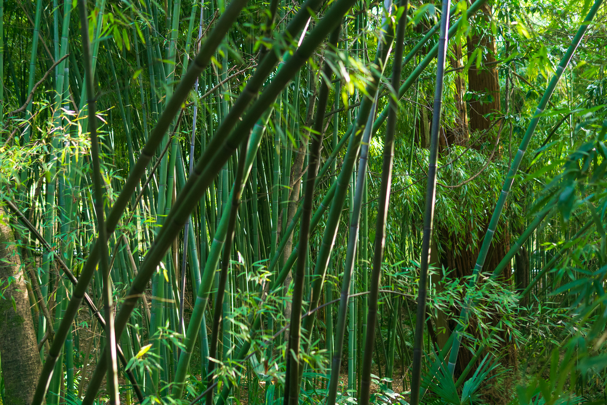 竹林.绿植自然背景.