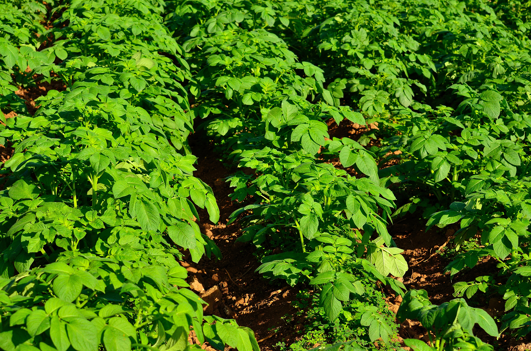 能量分配如何影响作物产量？