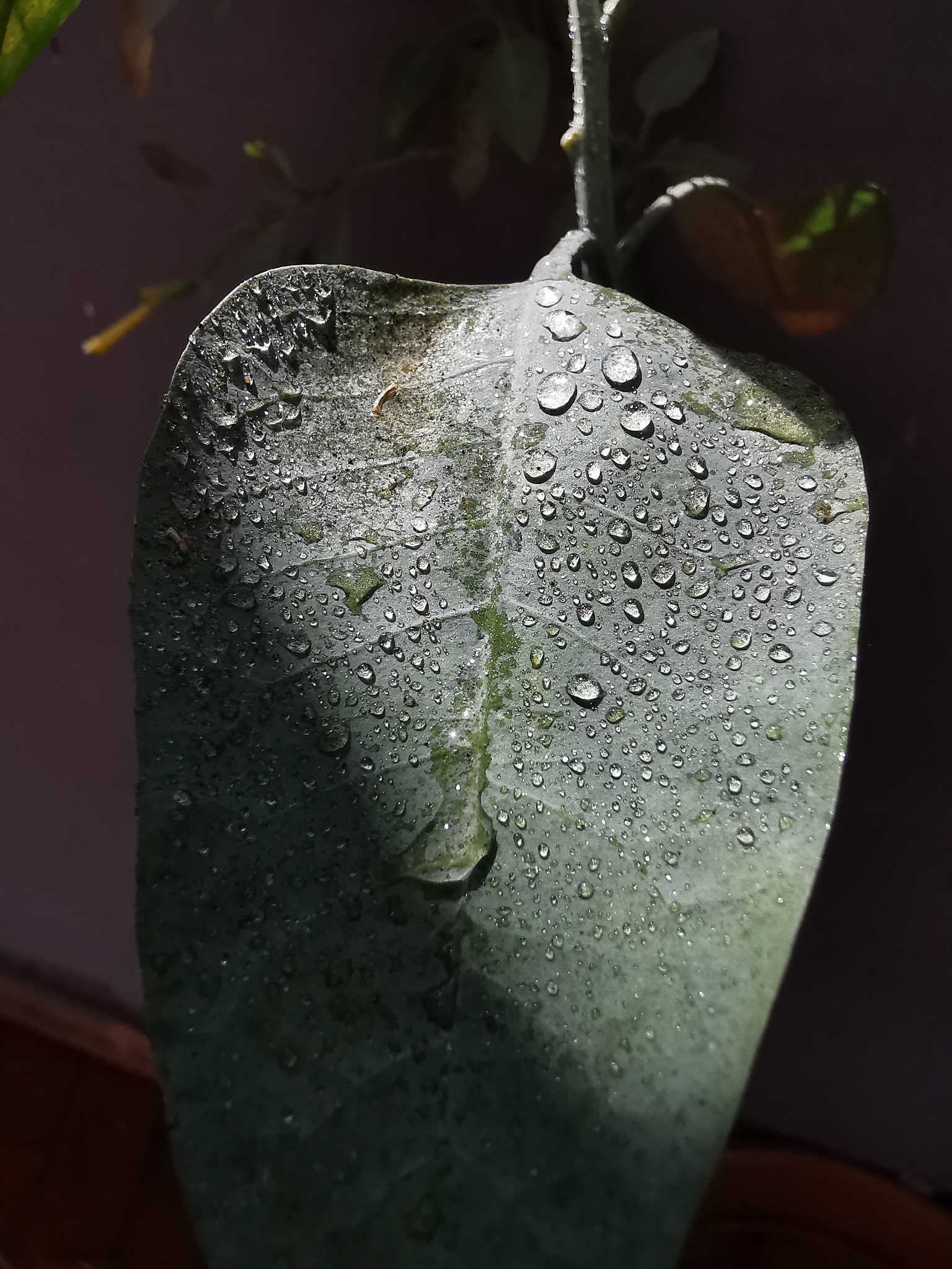 water drop