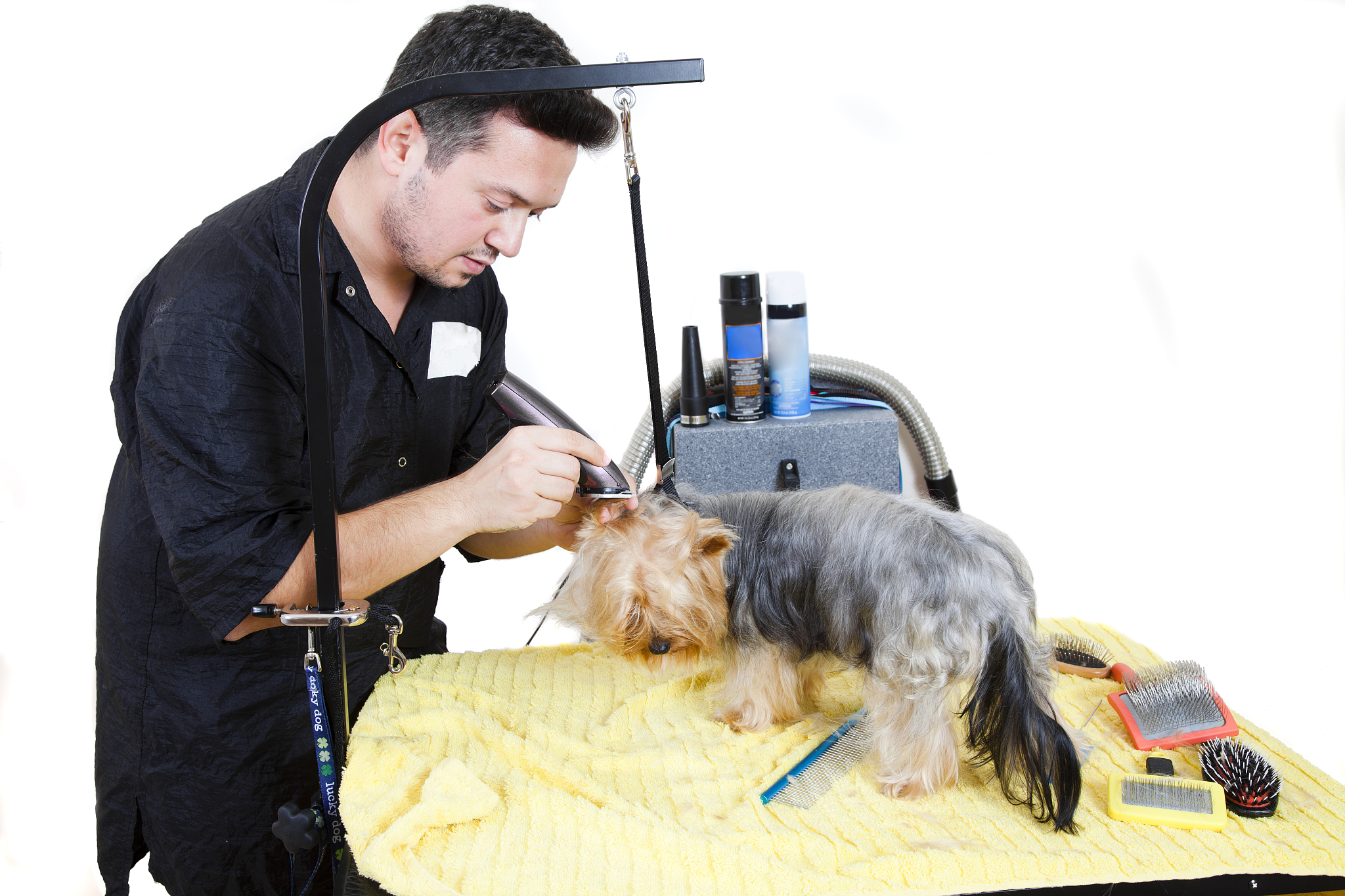 宠物视频剪辑实习总结：从校园到宠物新媒体的成长之路