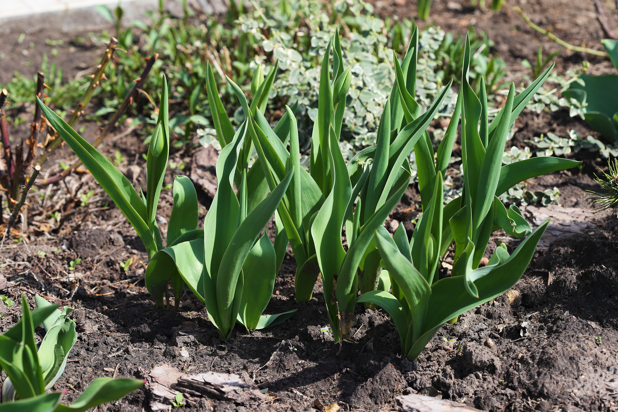 tulip leaves just sprouted.