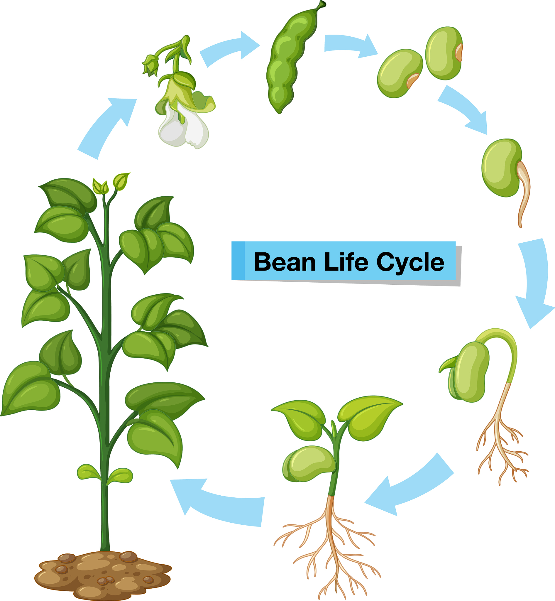 《Field Crops Research》期刊研究范围：田间作物研究的权威期刊