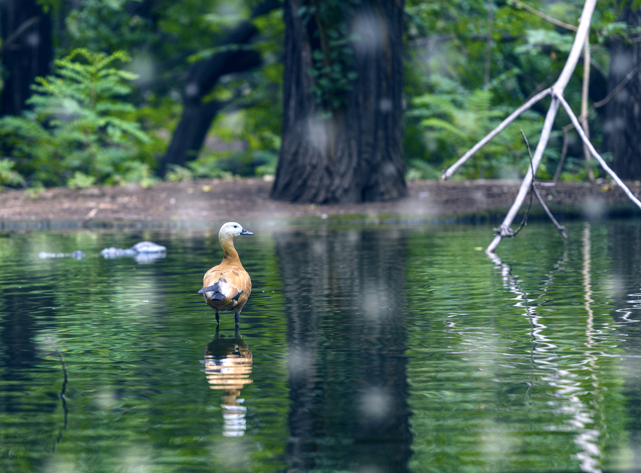 去北京动物园玩的攻略