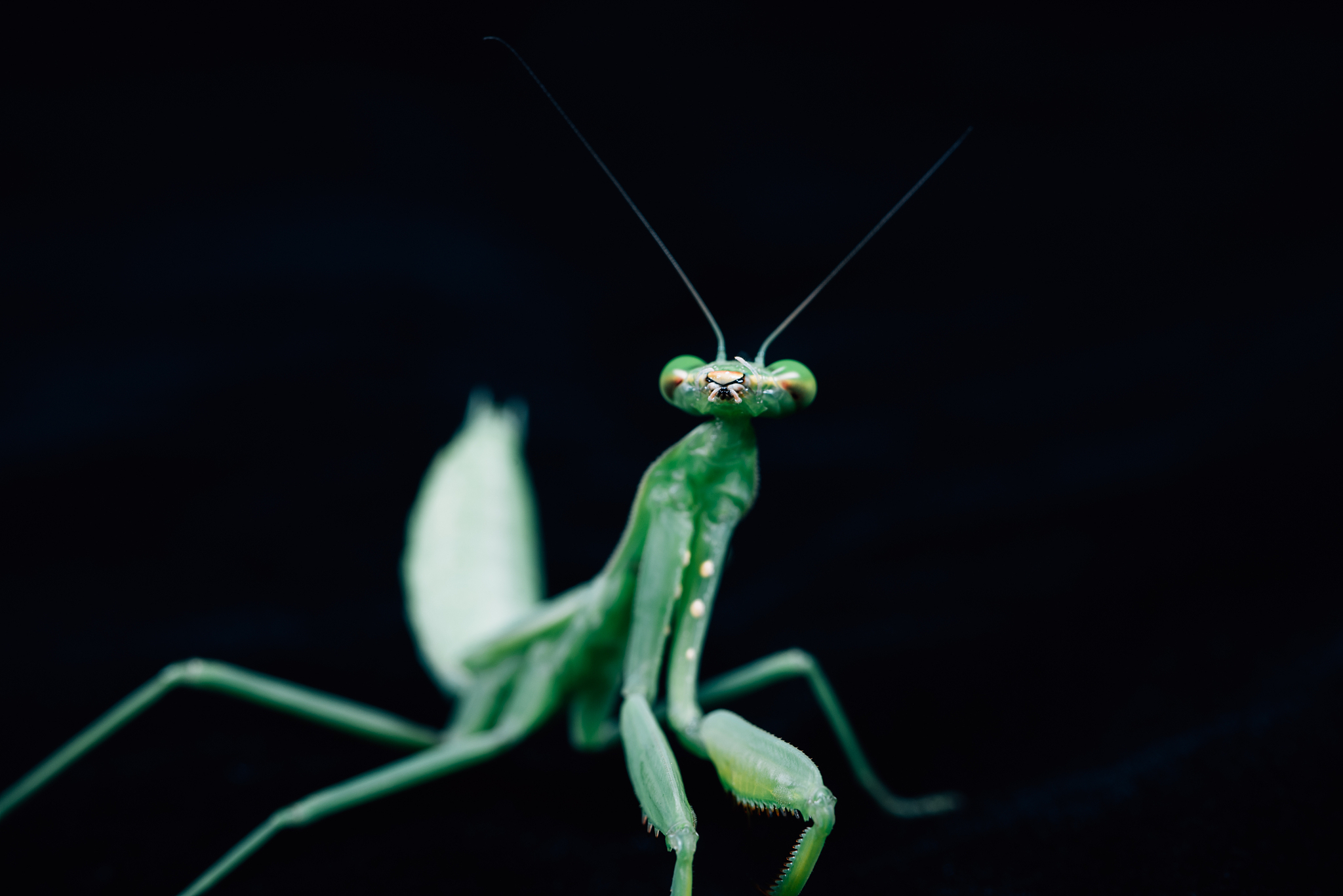 mantis
