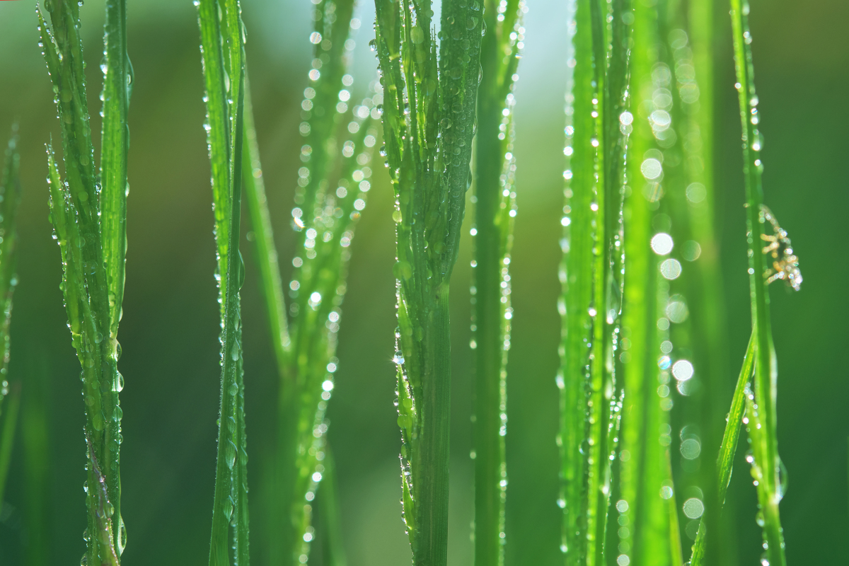 谷雨之际，万物逢时：一窥自然与人文交织的深邃画卷