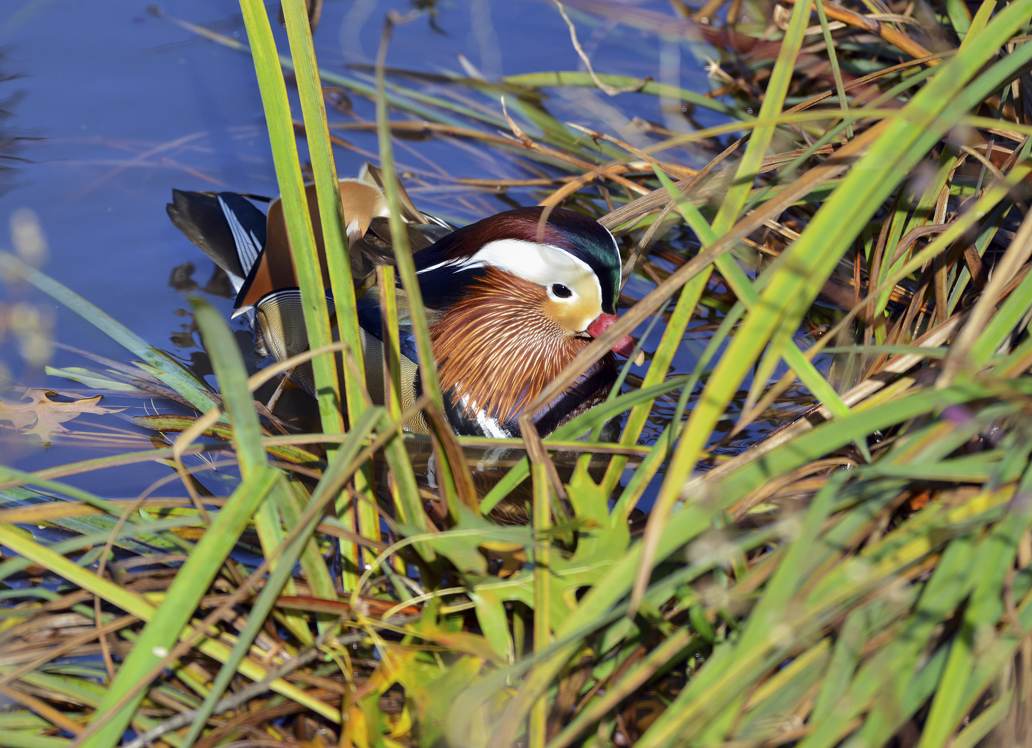mandarin duck in pond, central park new york, a bird native to e