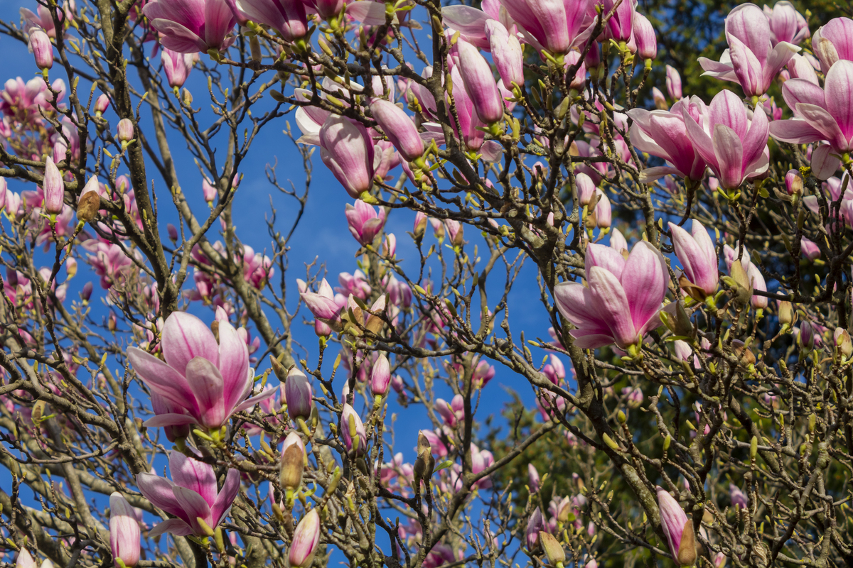 春景如画，玉兰难求，久病难医何解？