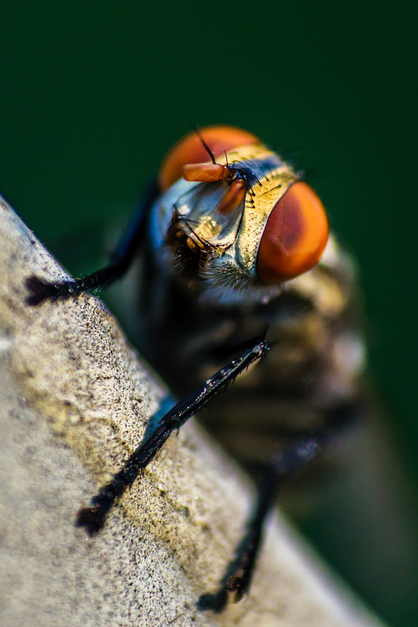 housefly closeup