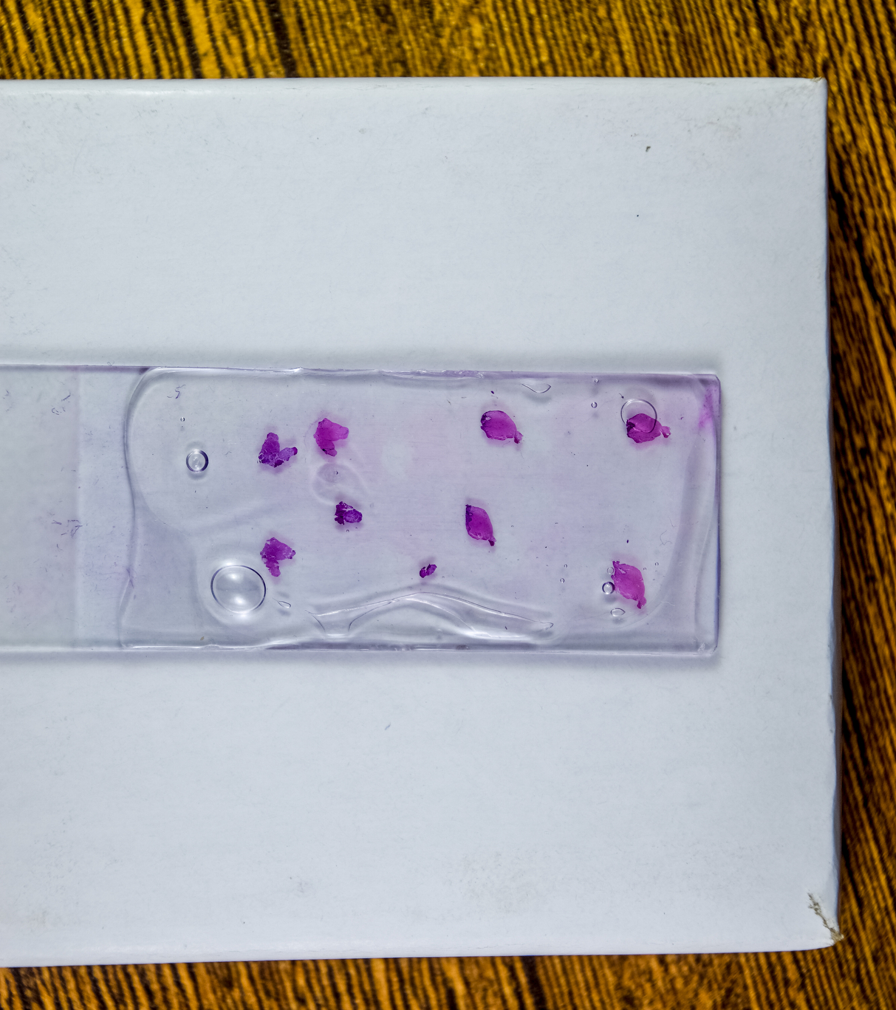 石蜡切片法脱水：直接浸泡靠谱吗？