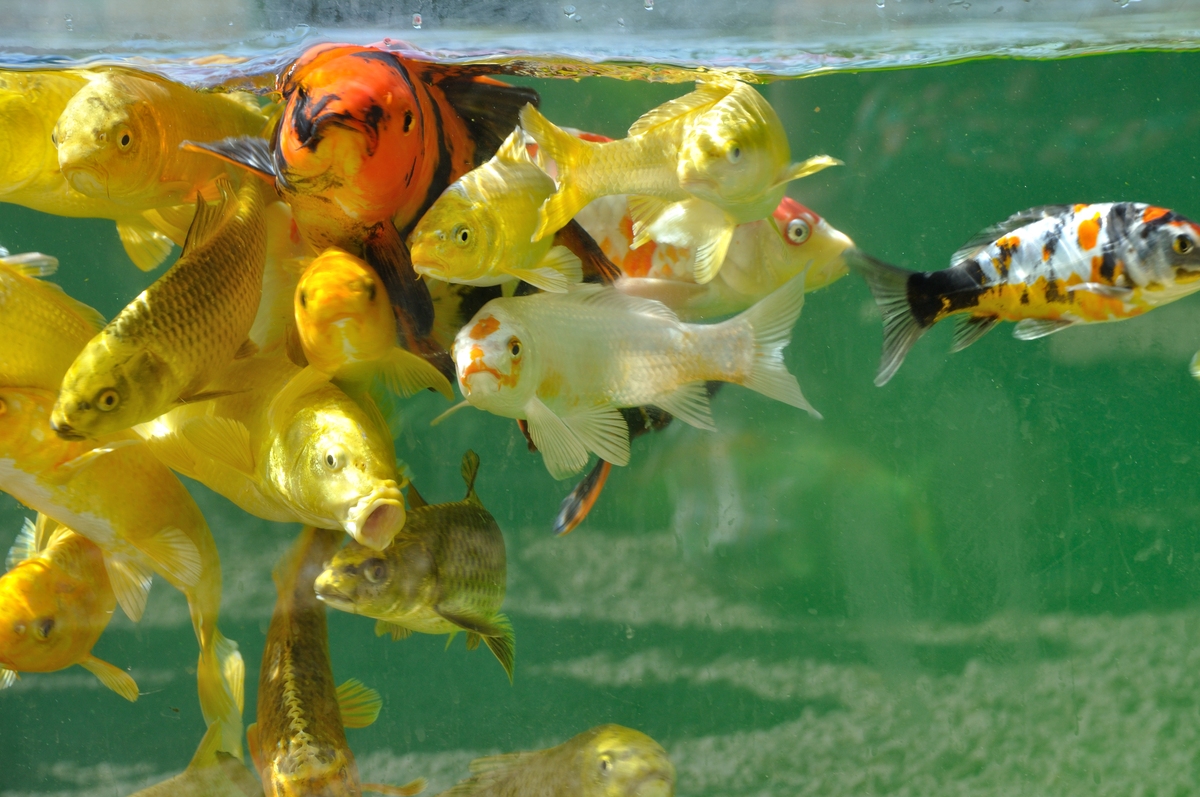 写10个锦鲤的导购短标题十个字内