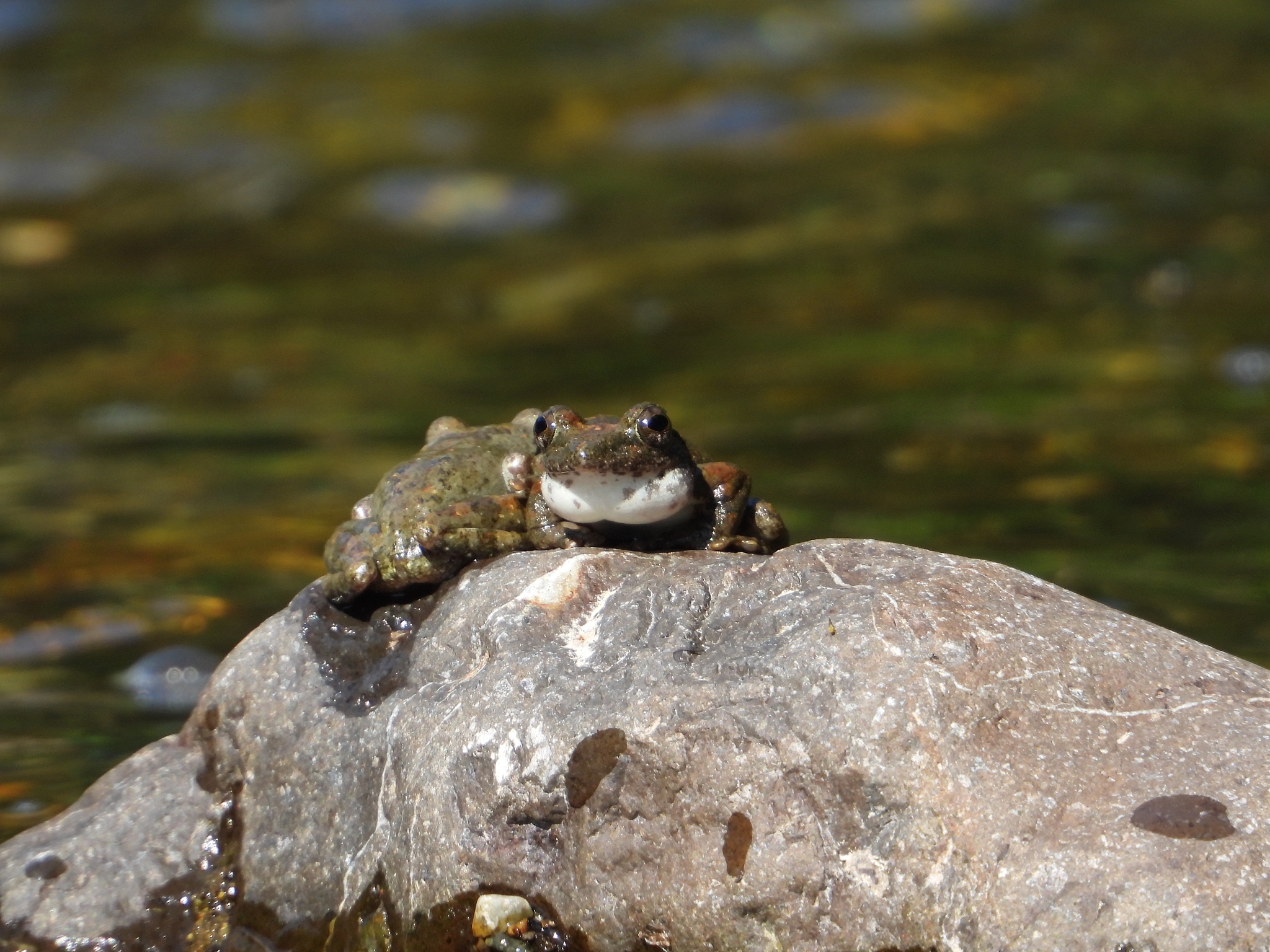把以下文章没必要的重复内容去掉让文章不啰嗦且流畅可以变动更好的词组重新排版一下可以加入一些观点和相关知识点让文章内容丰富：一只小雨蛙生起气来有多可怕今天就带你看看地球上最凶猛的沙漠雨蛙沙漠雨蛙的学名叫散游短头蛙圆滚滚的外表看上去就像一个小馒头所以人们又给它起了个可爱的名字叫馒头蛙别的蛙类一般都是生活在雨林里或池塘边而沙漠雨蛙却特立独行生活在非洲南部高温干旱的沙漠化地区沙漠雨蛙这个名字的由来其实也很