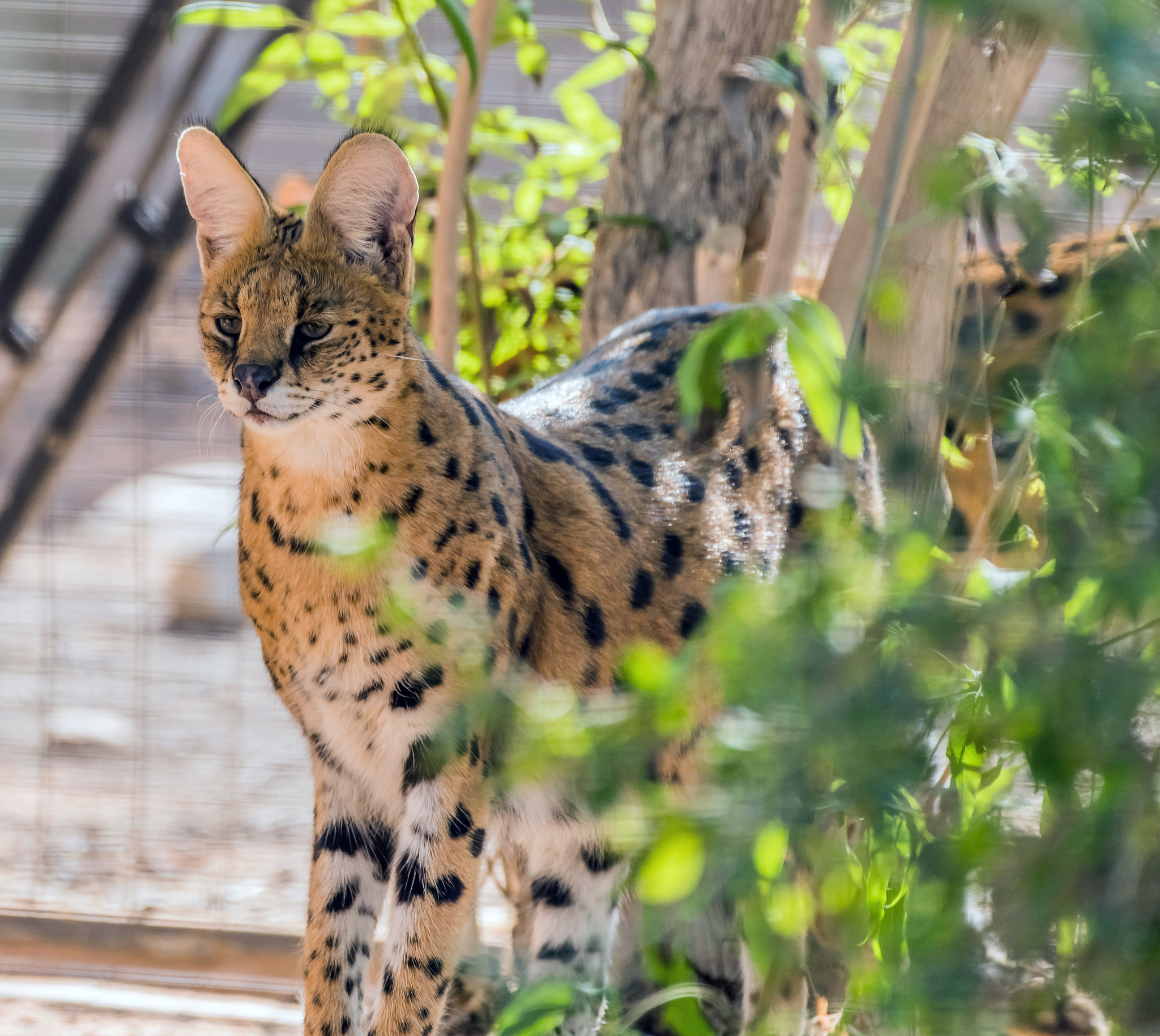 锈斑豹猫：那些你可能不知道的冷知识