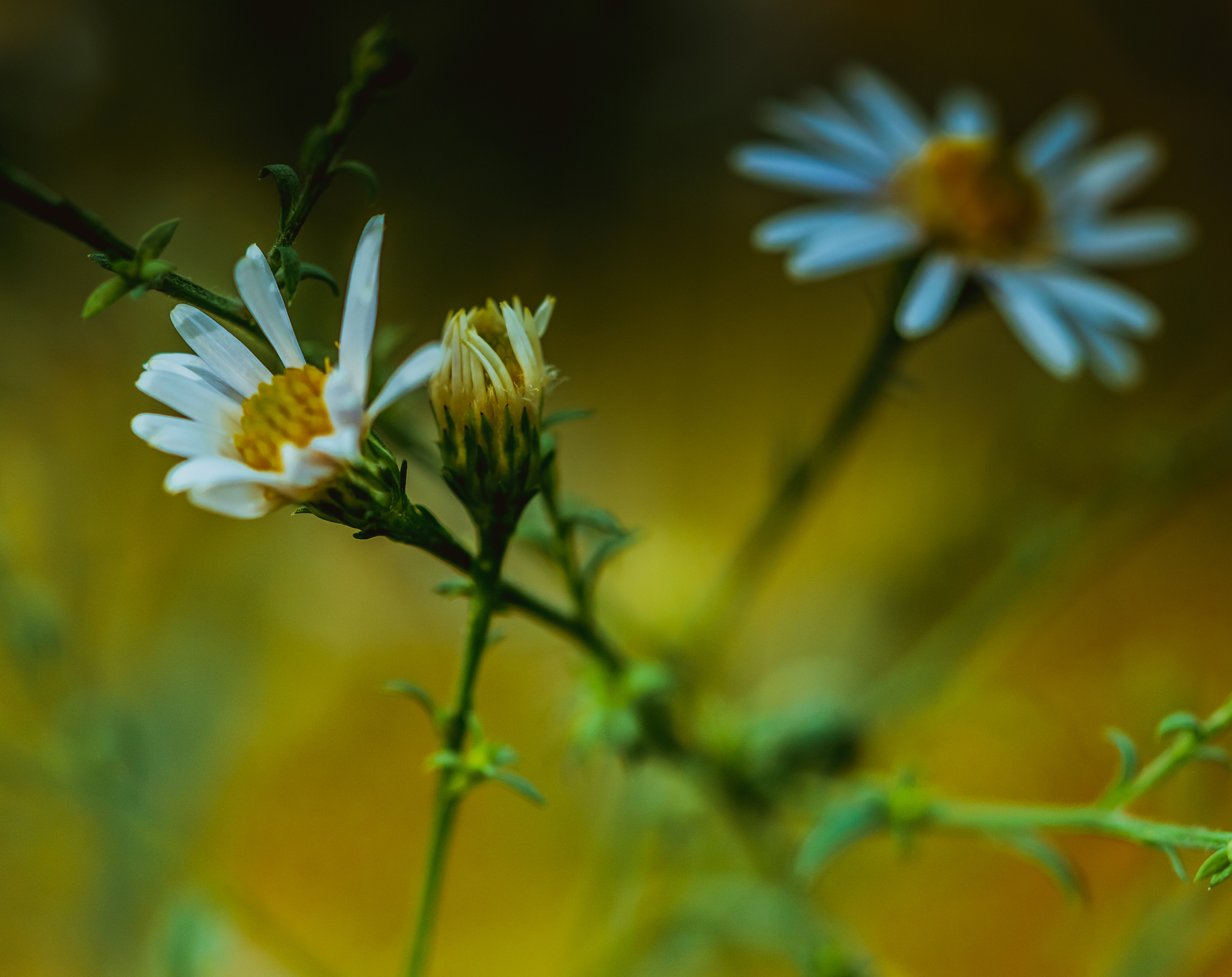 Amphioxus 基因组揭示脊索动物核型演化