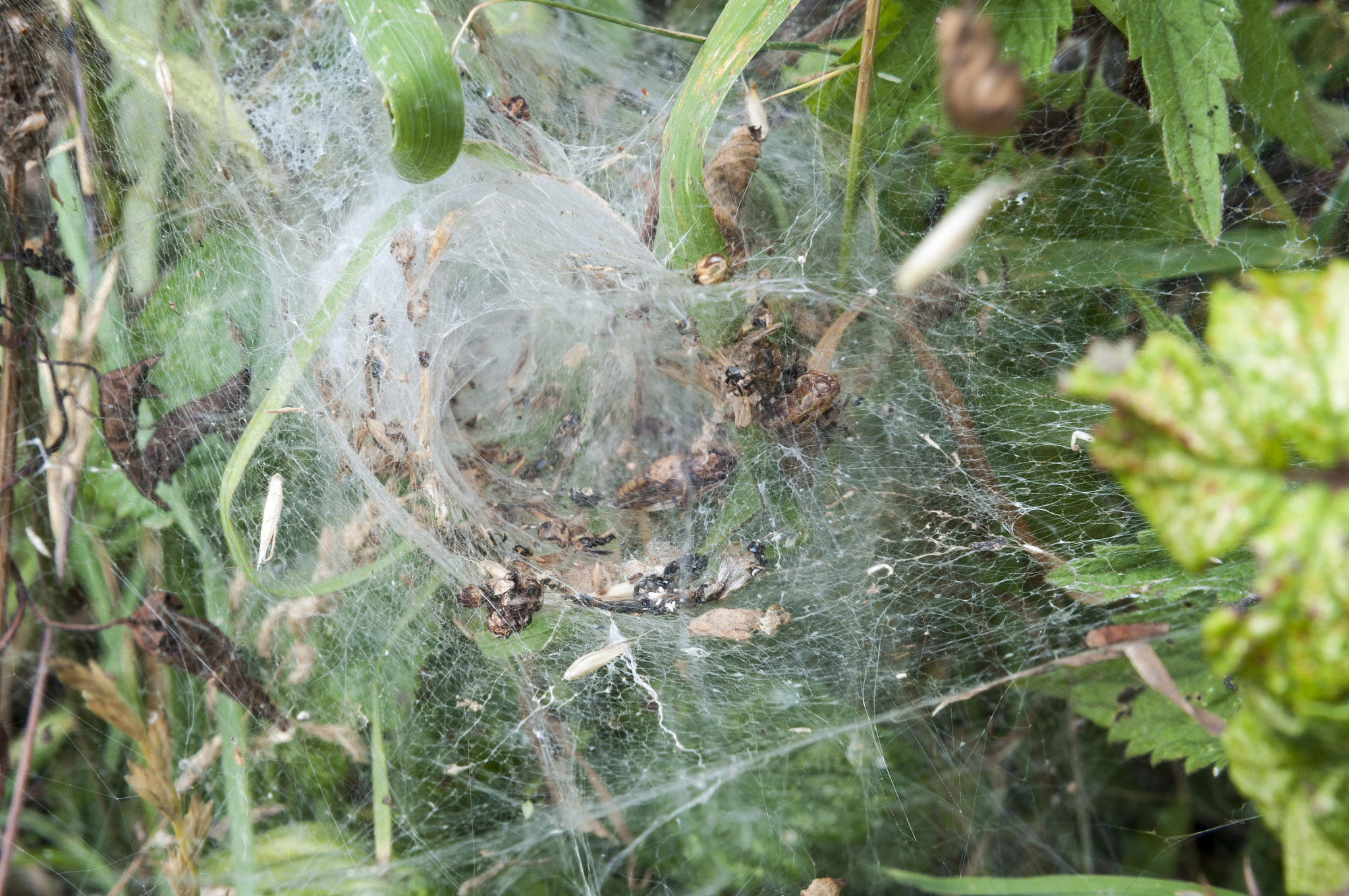 生物入侵实例：非洲爪蟾、白蚁、紫茉莉等