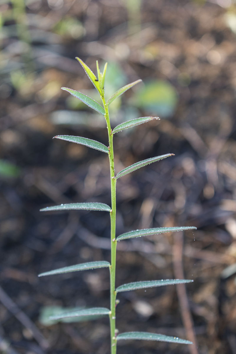野生植物资源开发与利用专业就业前景分析：未来发展趋势与就业方向