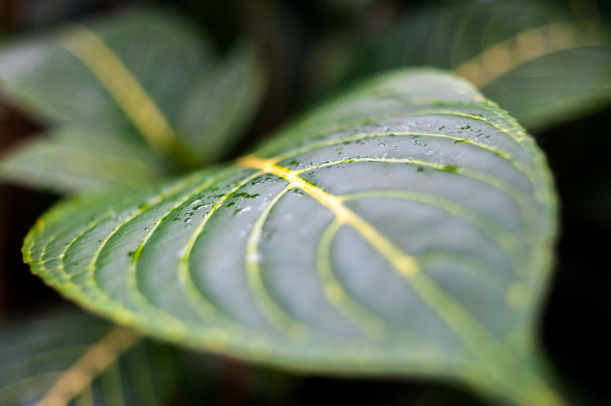 leaf abstract