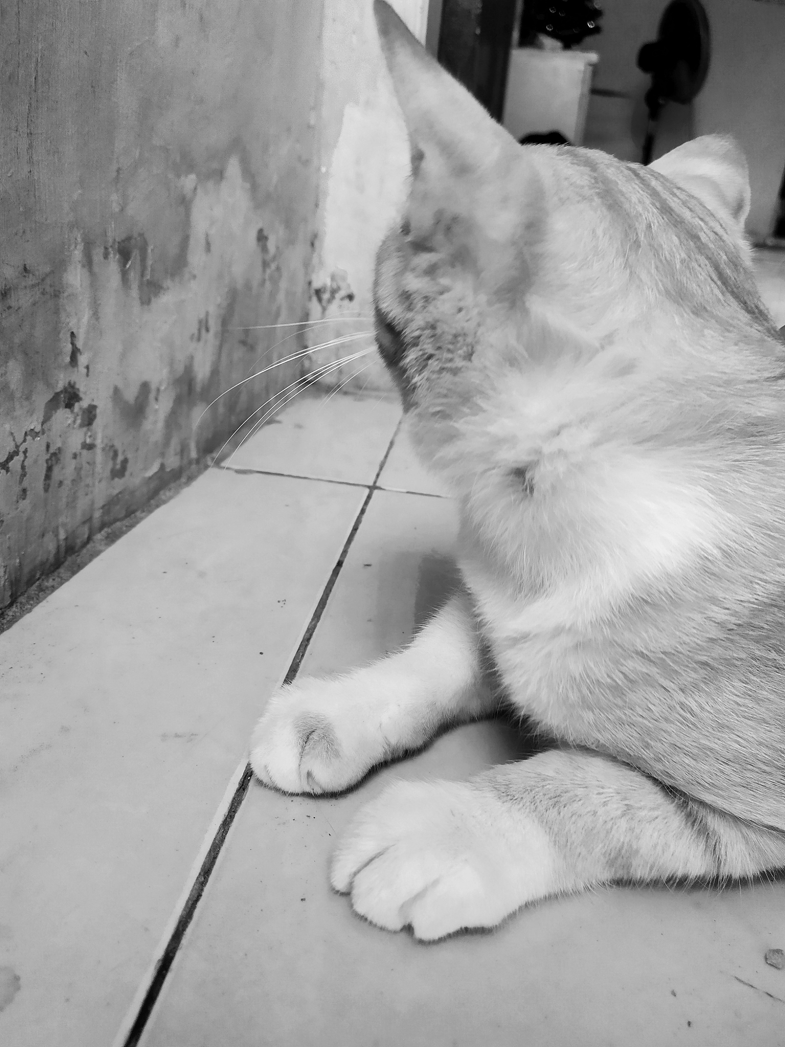 Kucing: Hewan Peliharaan Populer dengan Sifat Mandiri dan Penuh Kasih Sayang Kucing: Hewan Peliharaan Populer dengan Sifat Mandiri dan Penuh Kasih Sayang