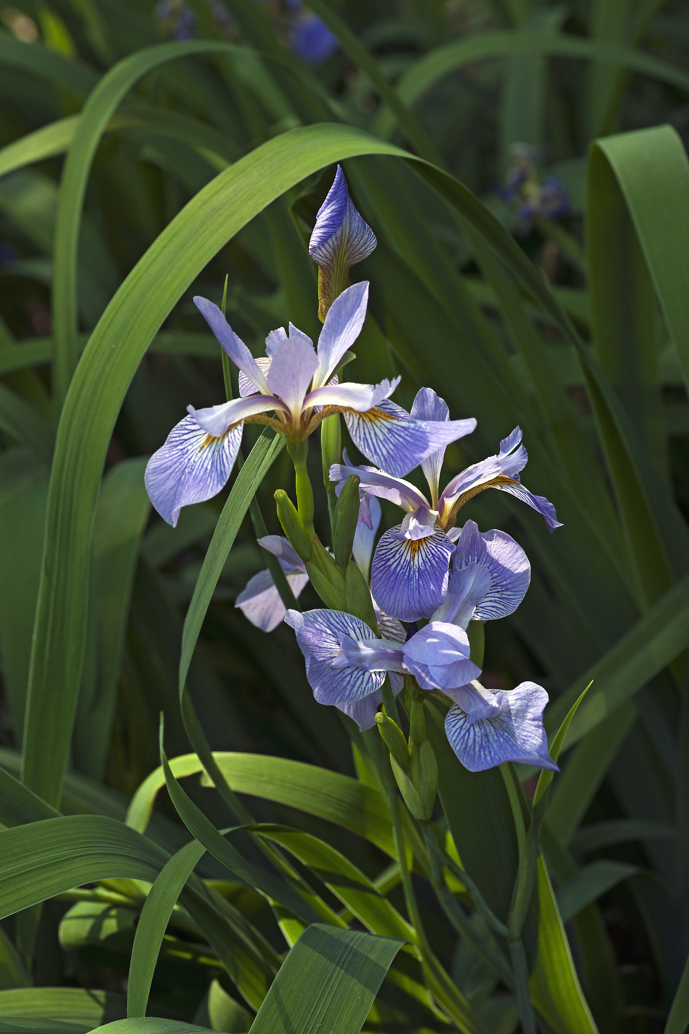 siberian iris