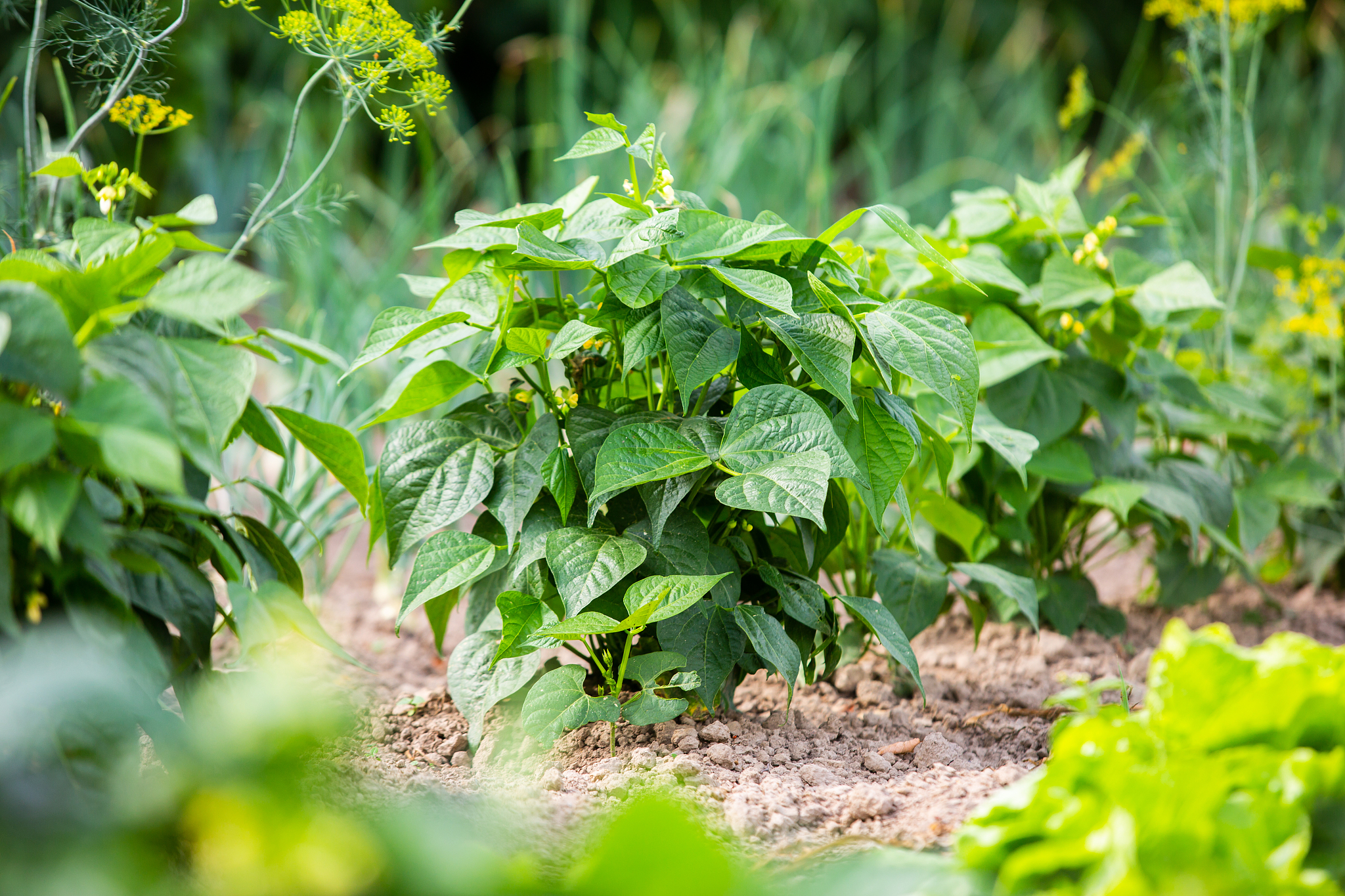 beans plant green bio gardening planting