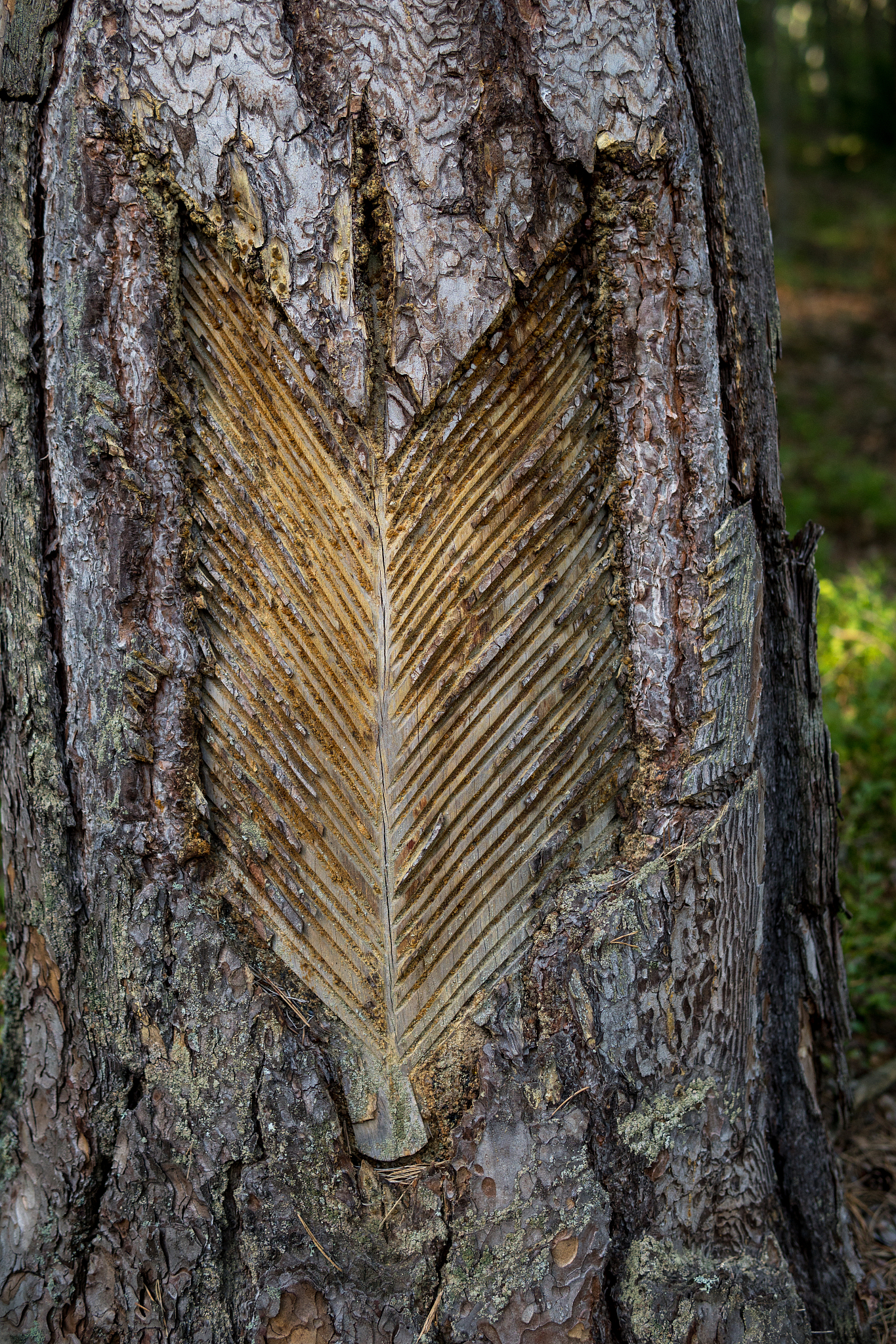 process of obtaining rosin from pine trees