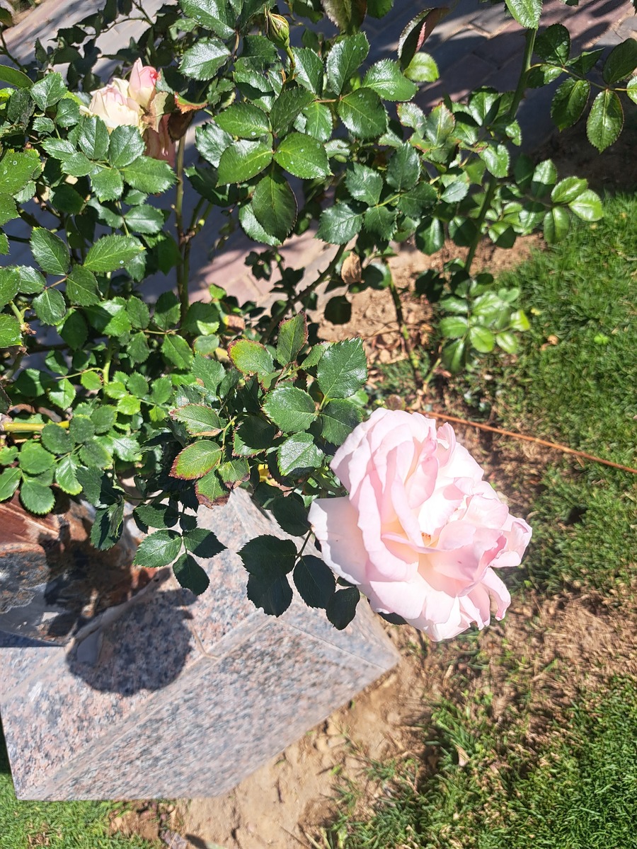 姬月季种植指南：养护技巧全面解析