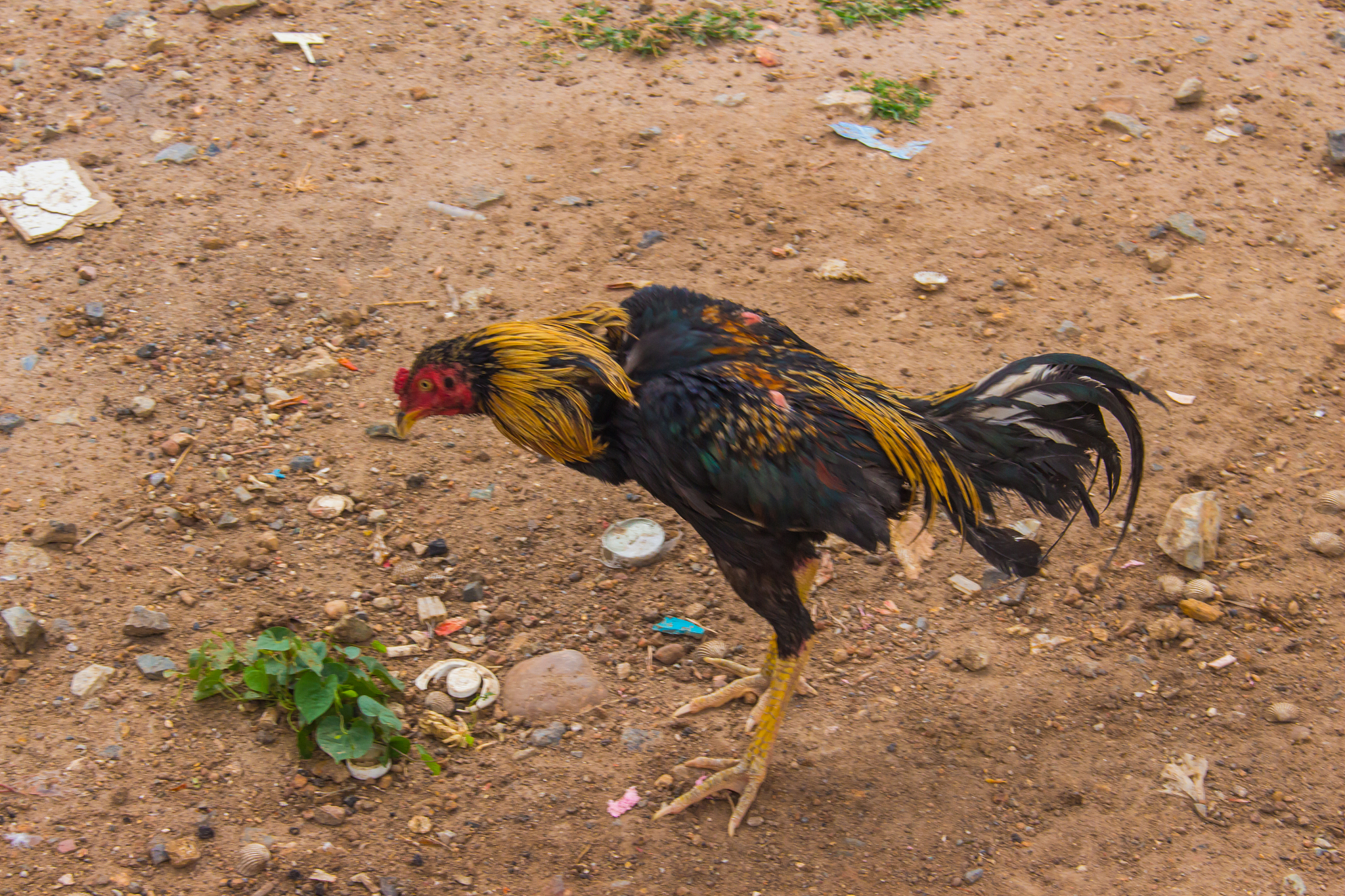 the chicken