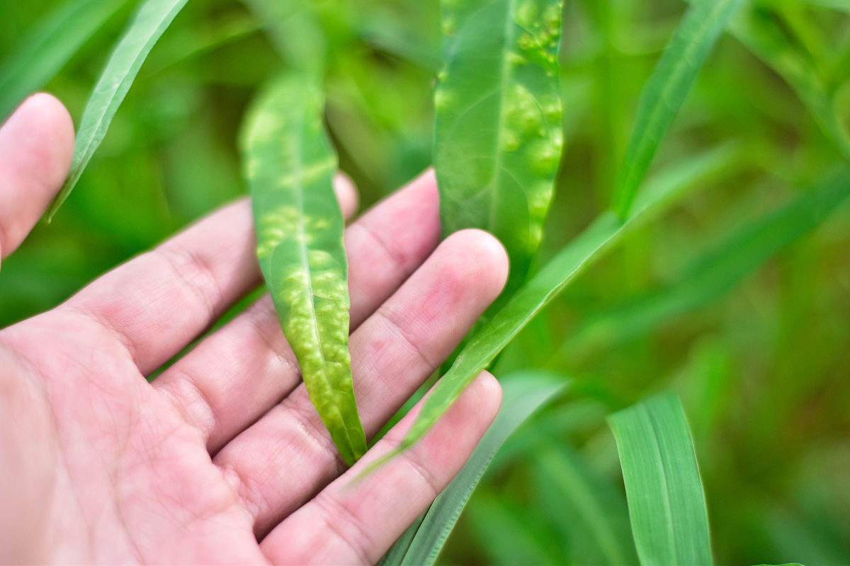 真菌性角膜炎因为环境因素这个发病机制的具体说明至少300字