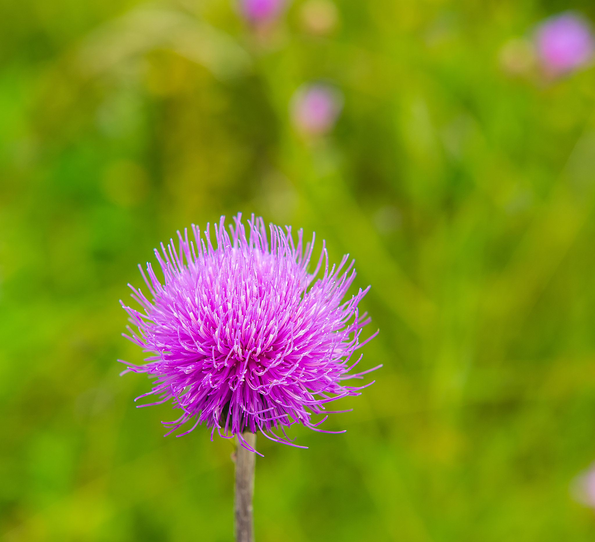 thistle
