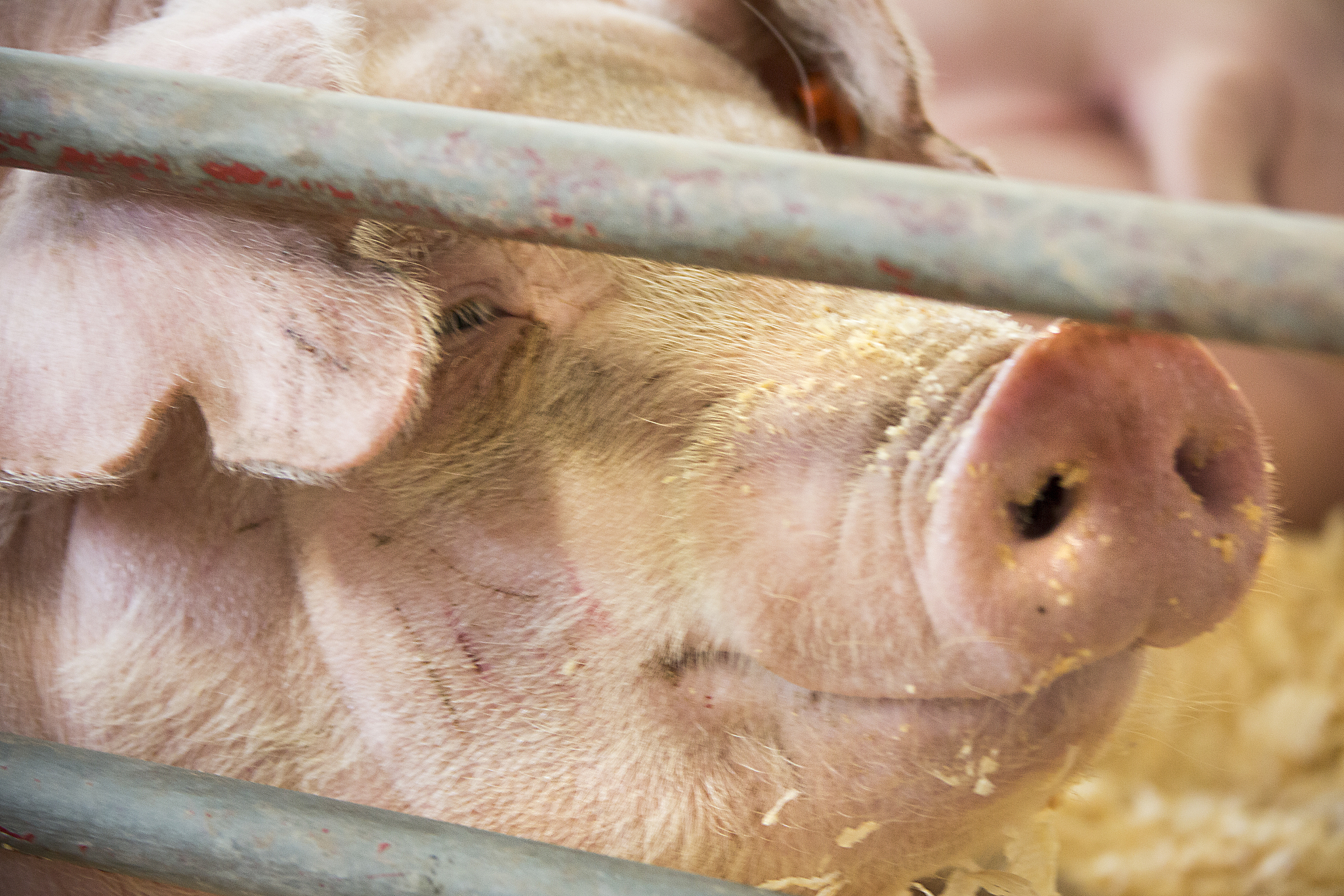 Yang等49发现EV-G可导致仔猪发热剖检病变为大脑出现空泡化样病变及肺部气泡破裂等。检查语病并润色