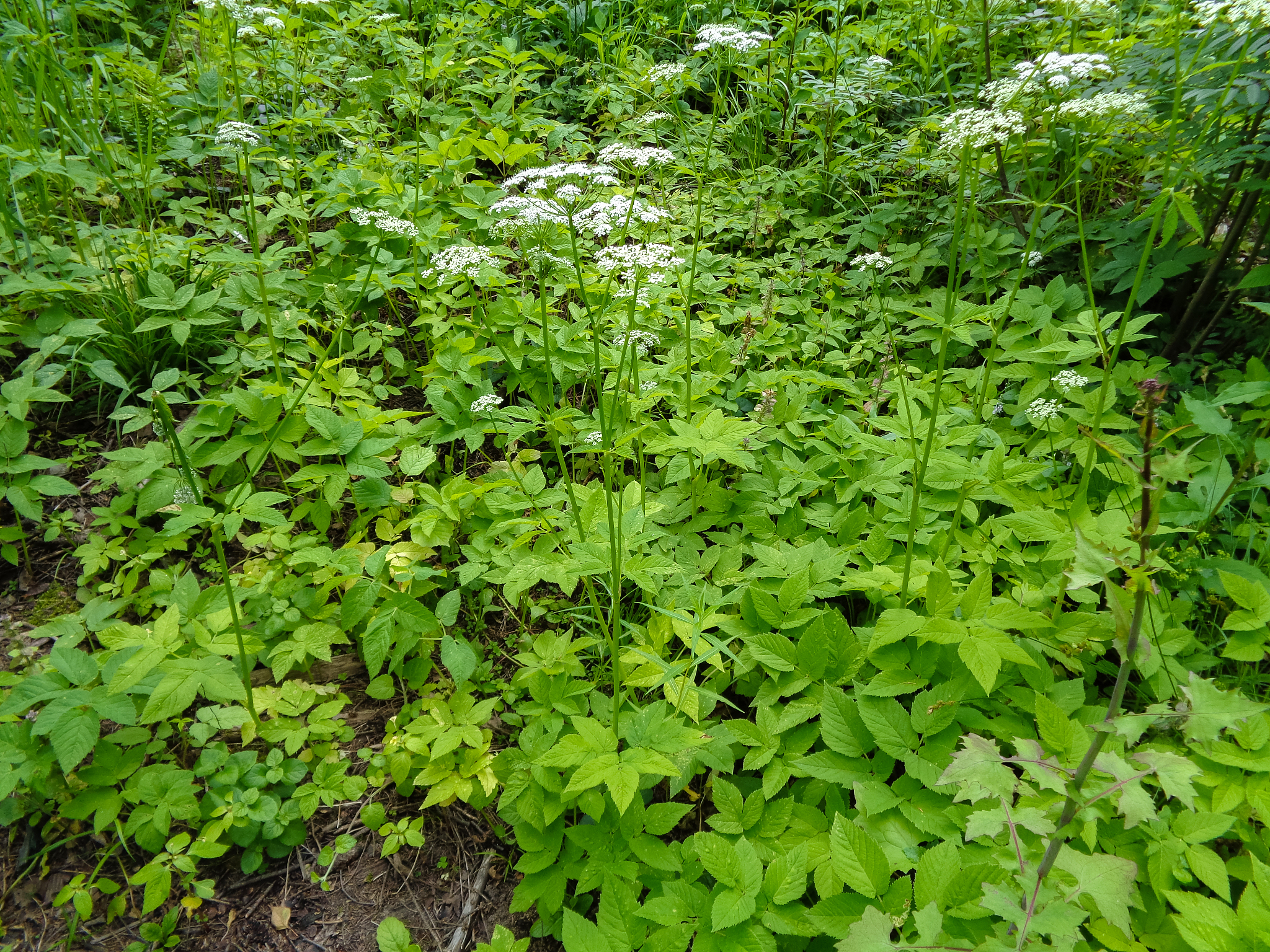 green grass, shrubs and trees in the forest under the bright hot