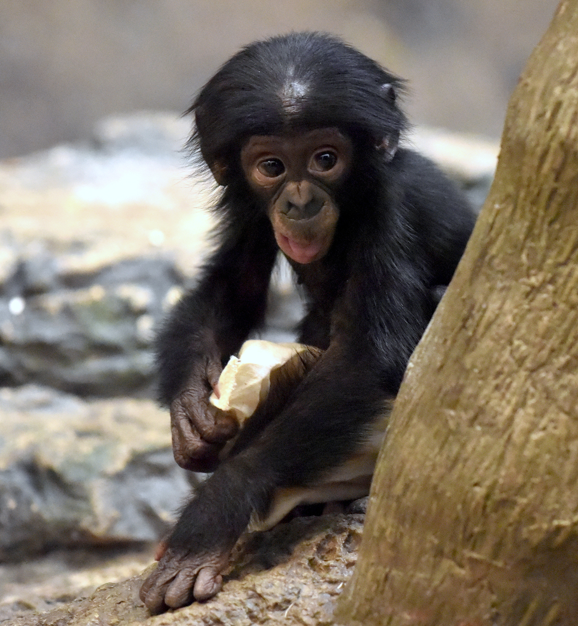 bonobo baby