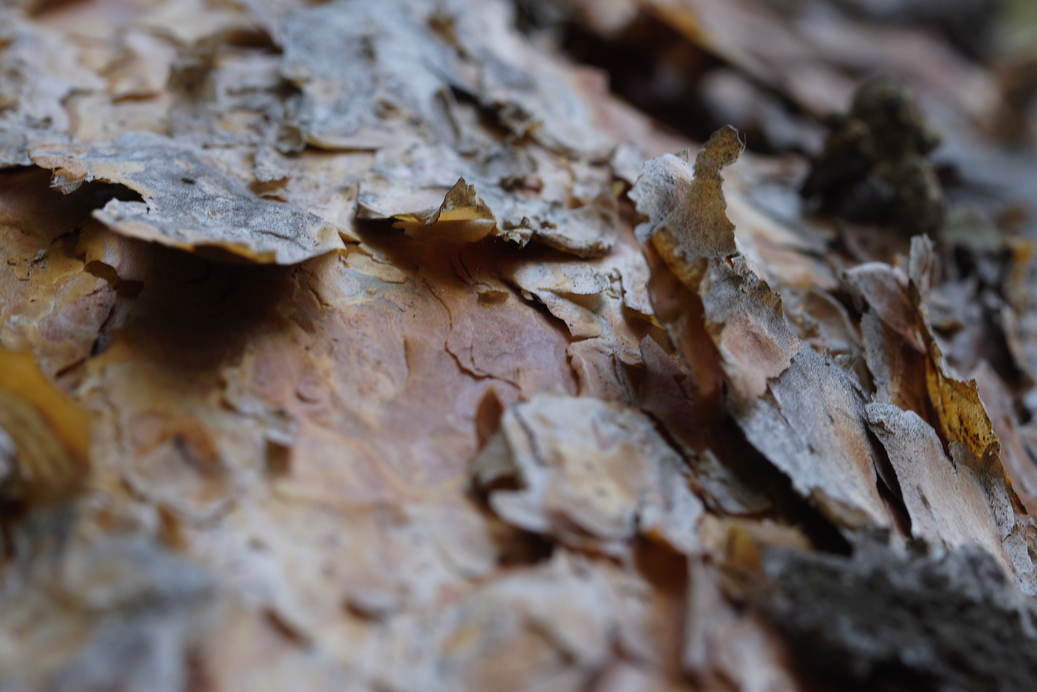 autumn background, bark tree