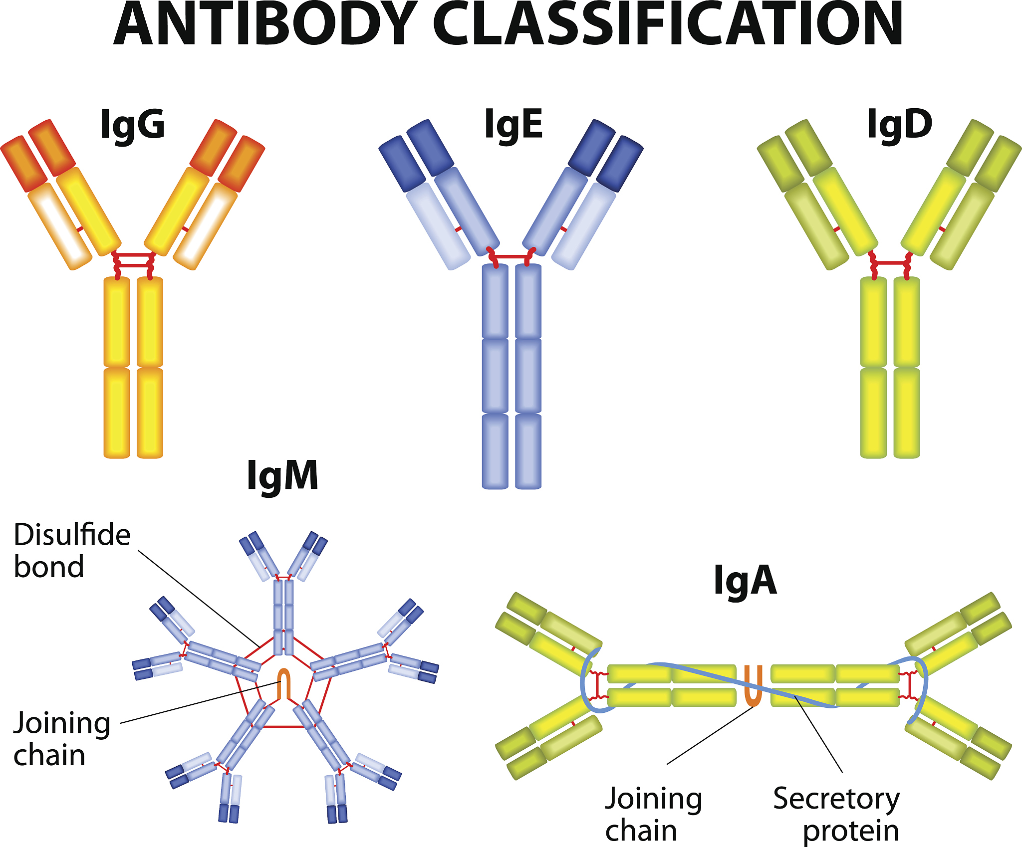 溶源噬菌体编码的Efflux ABC transporter, permease/ATP-binding protein mlr7818有什么用