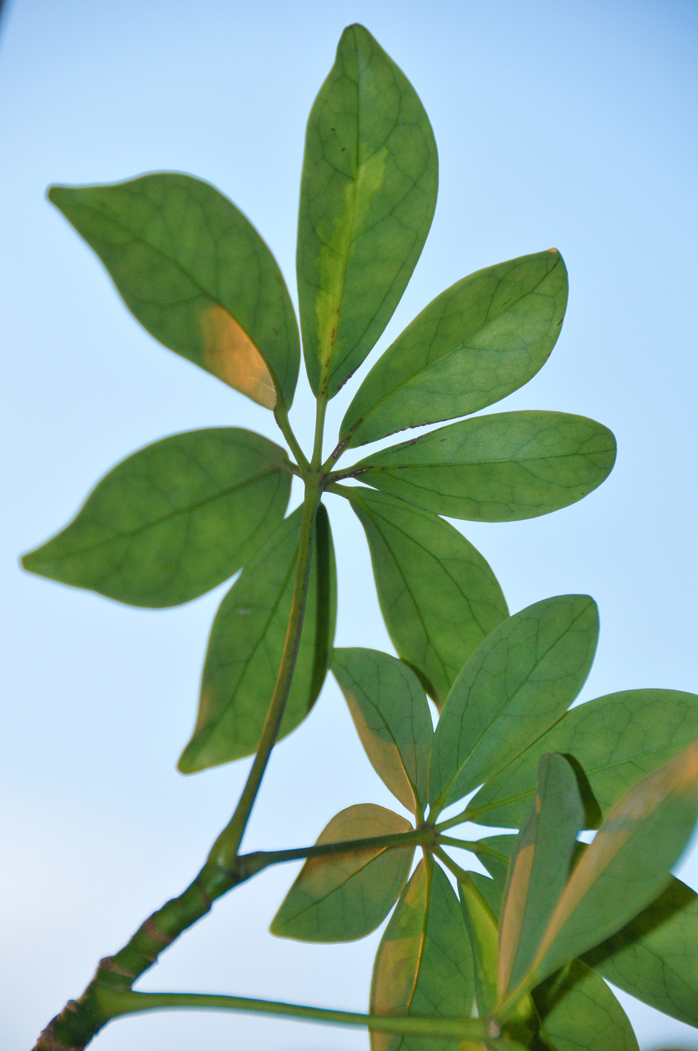 close-up of leaves against sky