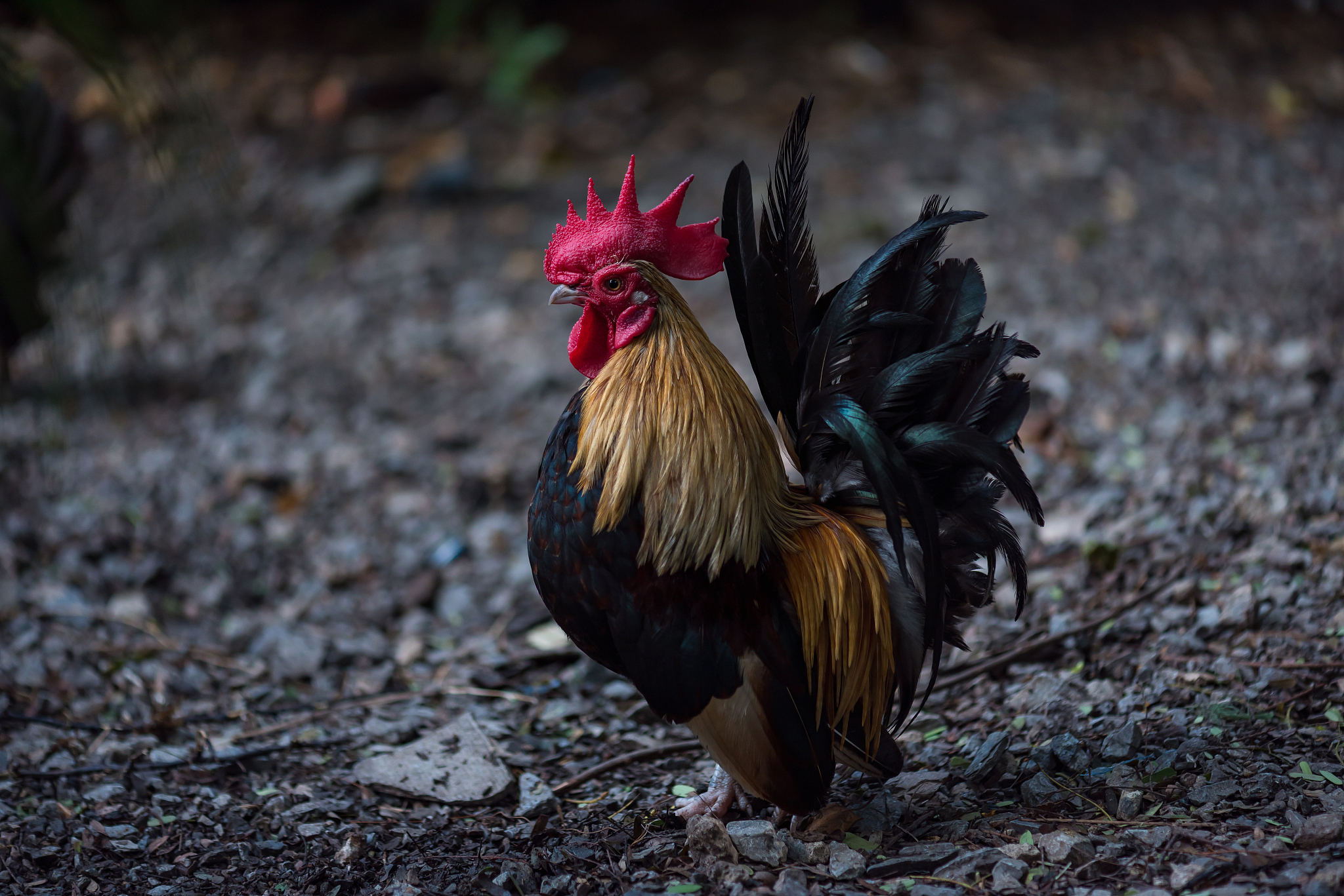 beautiful chicken in garden