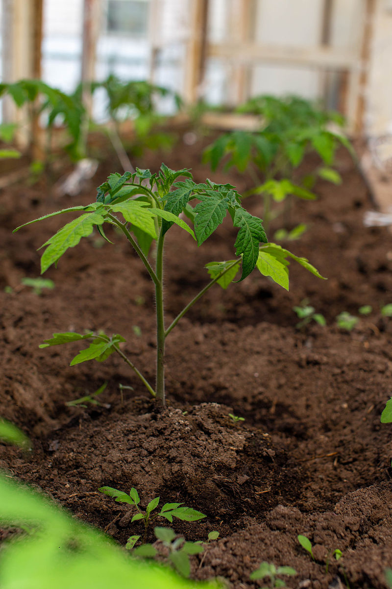 白薯秧用生长素泡吗？使用方法和注意事项