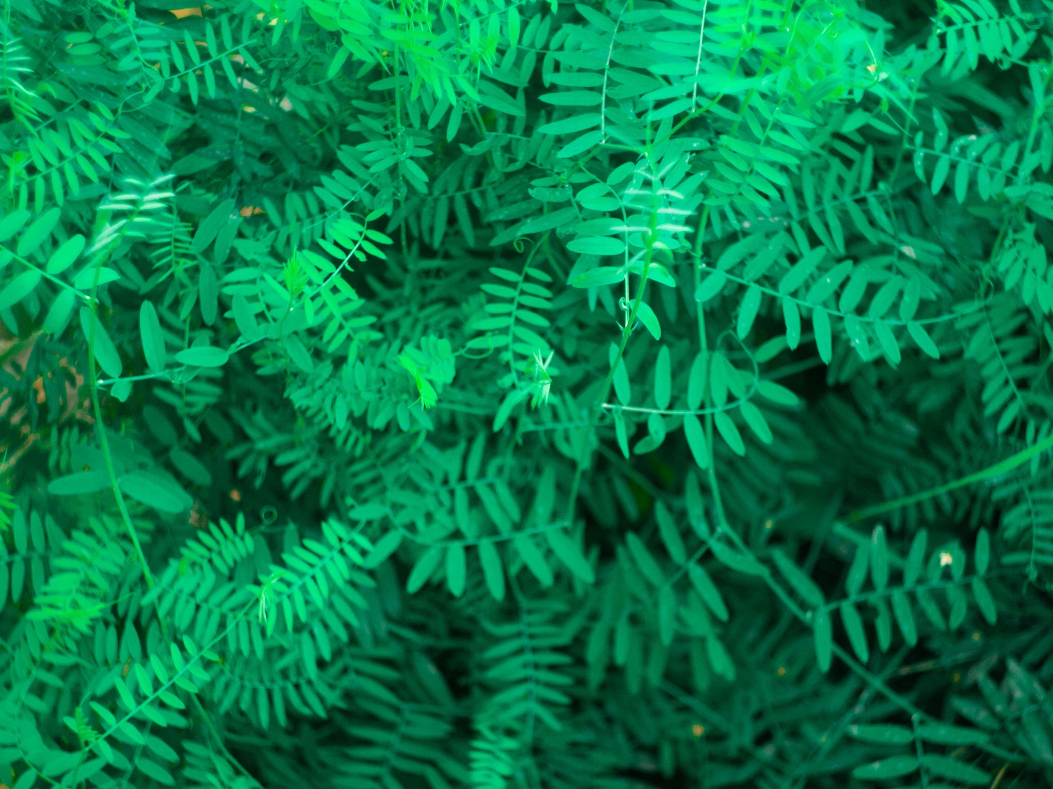 nature background / green pattern
