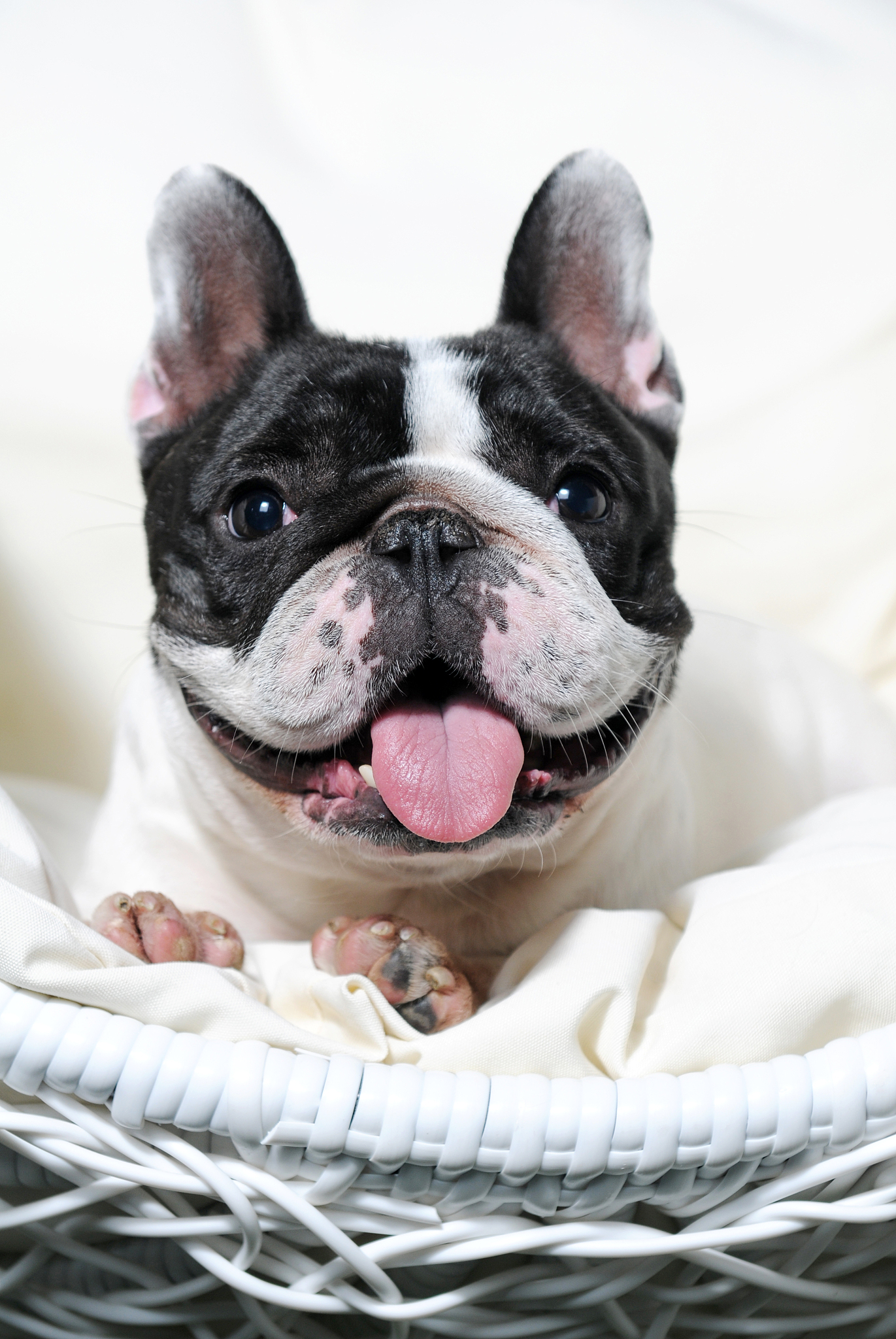 法国斗牛犬价格昂贵，有哪些突出的优点？