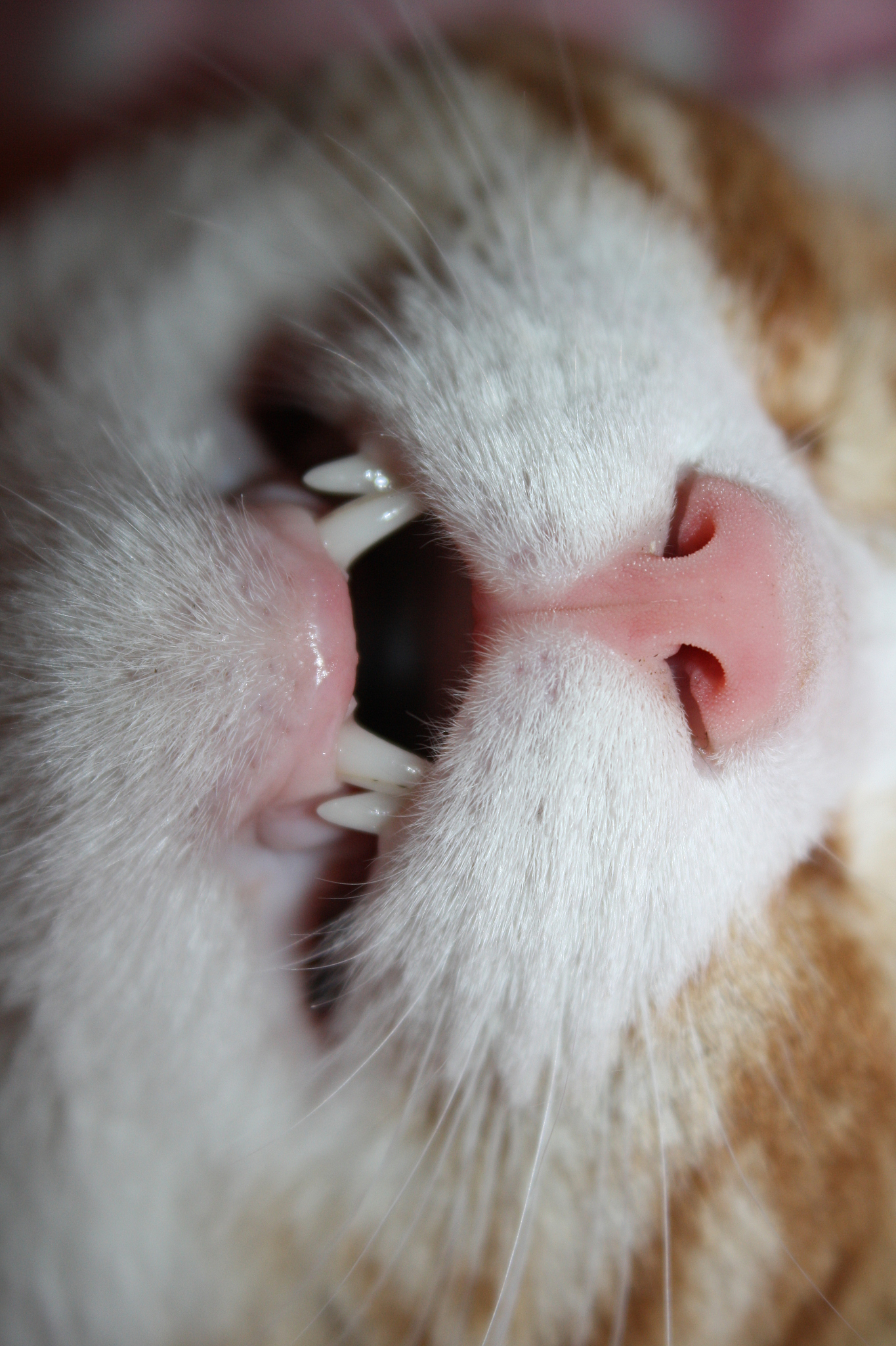 猫咪换牙：了解换牙时间、症状及护理