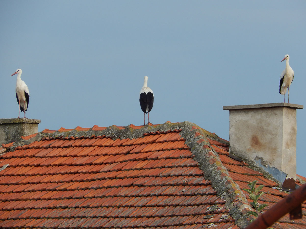 三只松鼠仓库管理优化问题的调查问卷的设计原则