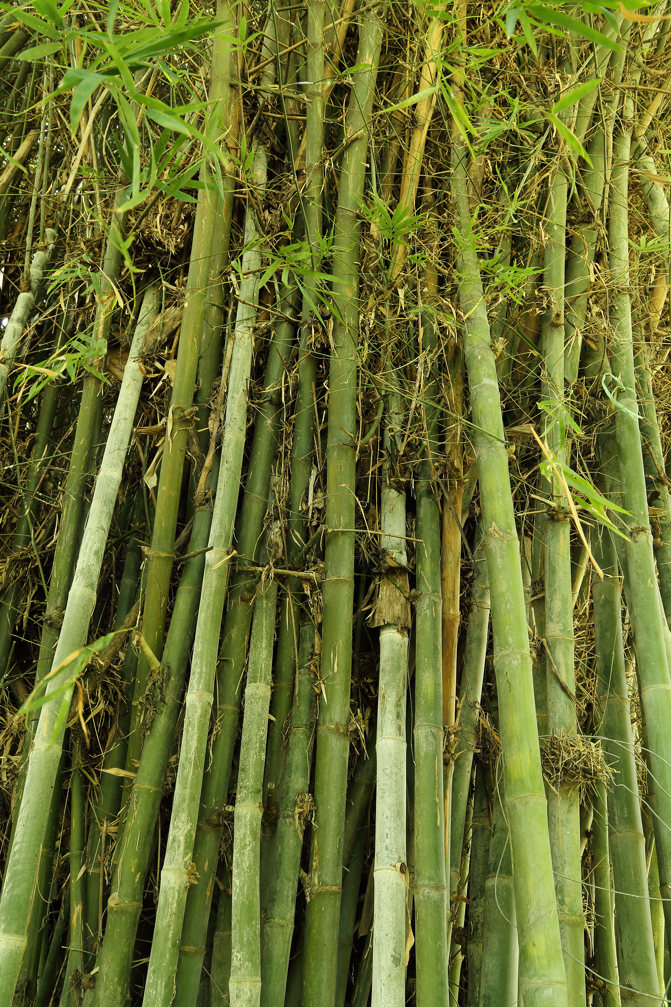 green bamboo tree texture