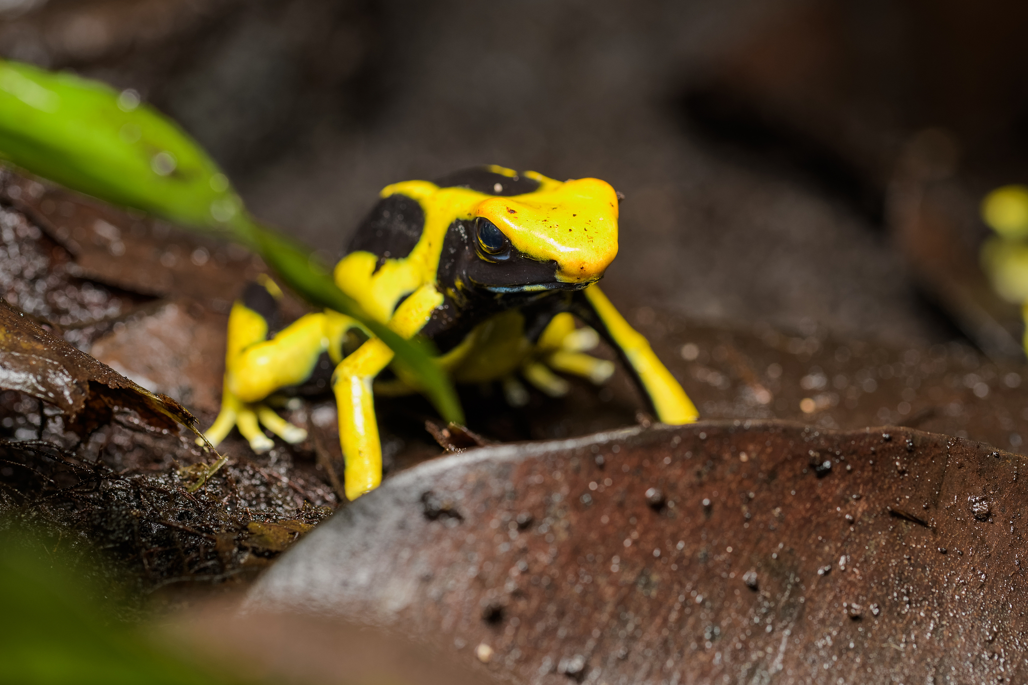 dyeing poison arrow frog 'regina'