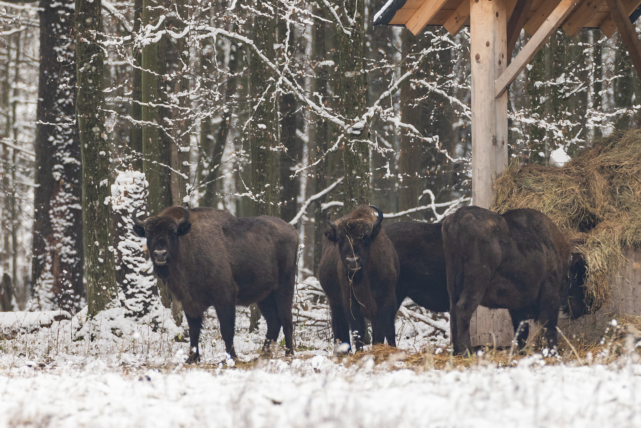 european bison(bison bonasus) herd