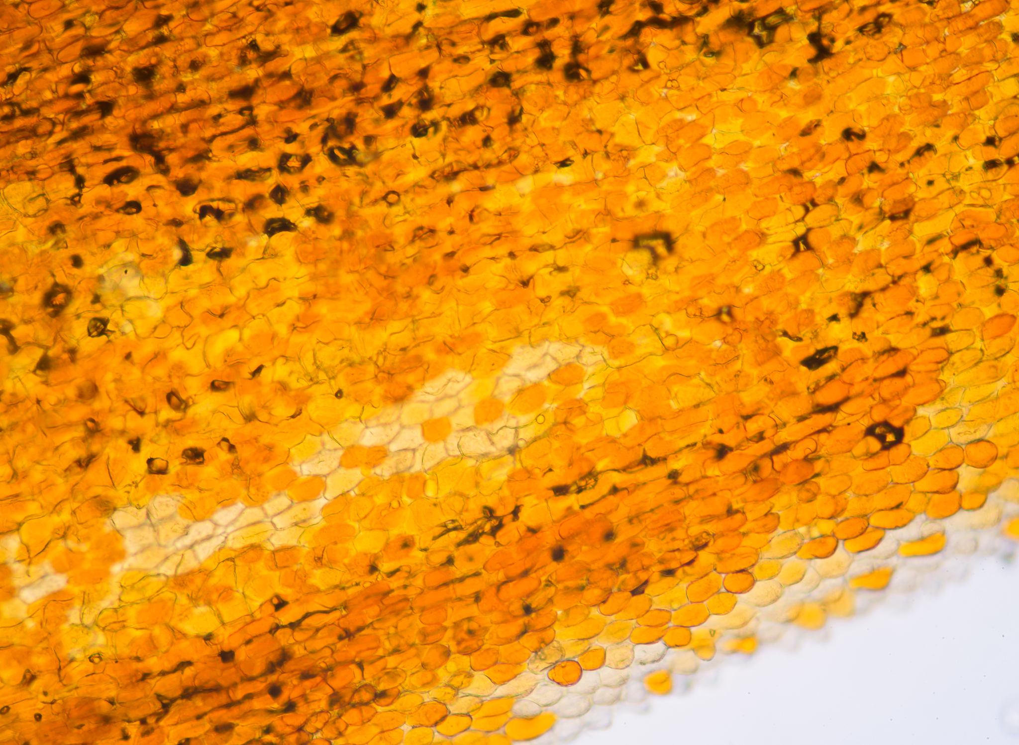 探究植物光合作用影响因素的实验报告