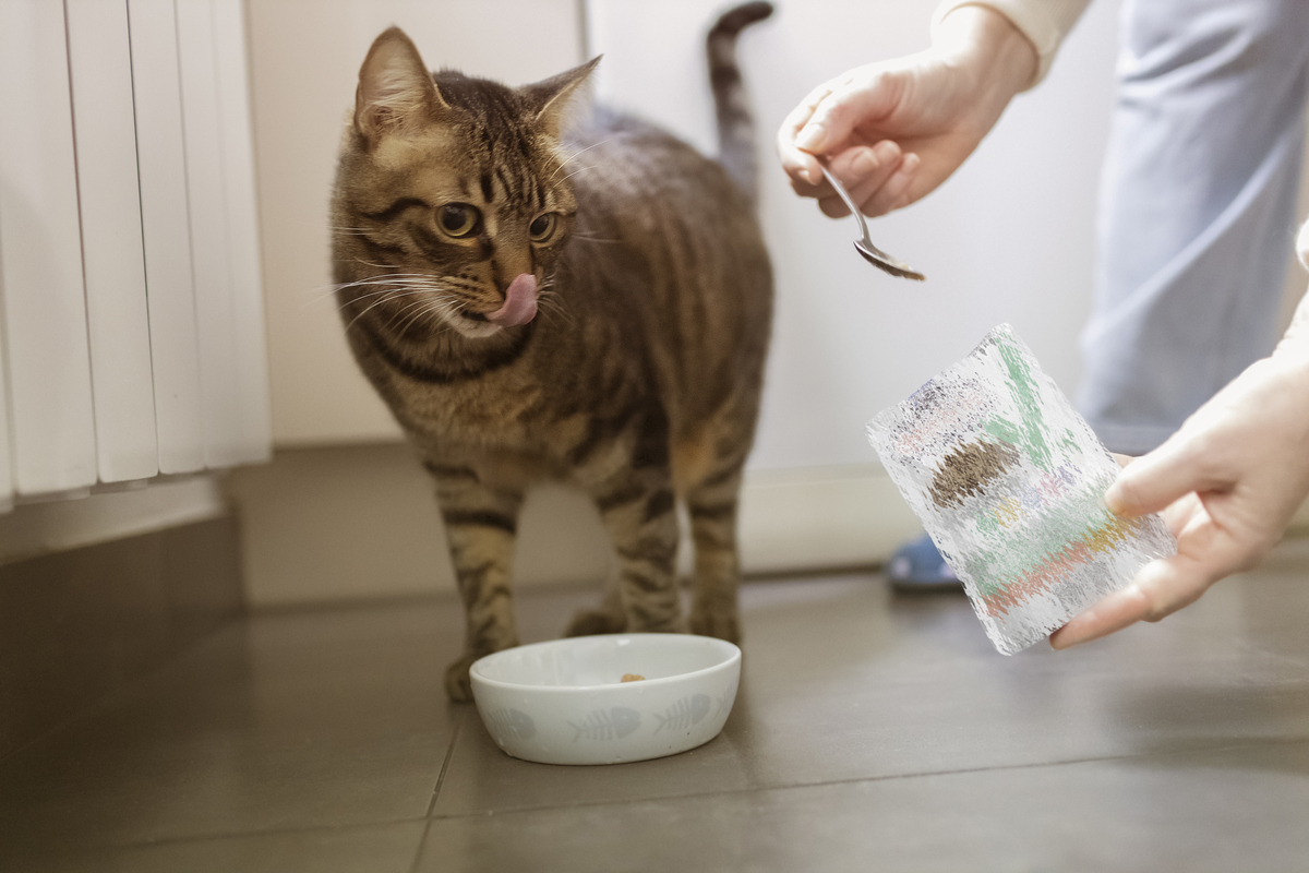 在家养猫指南：如何照顾你的猫朋友