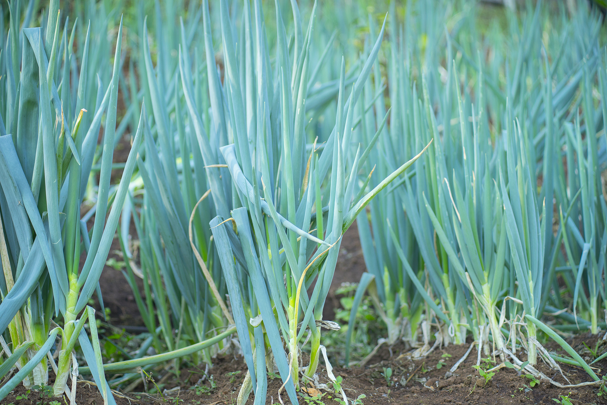 green onions growing in the garden and spring onion.