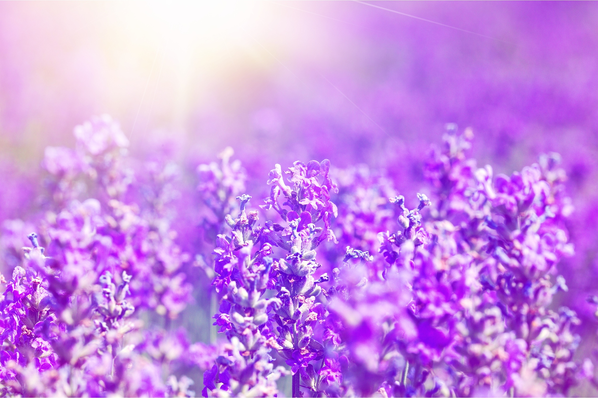 关于紫色的短句