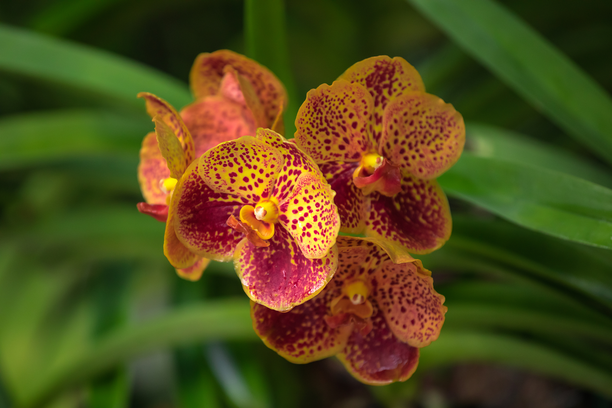 fresh orchid