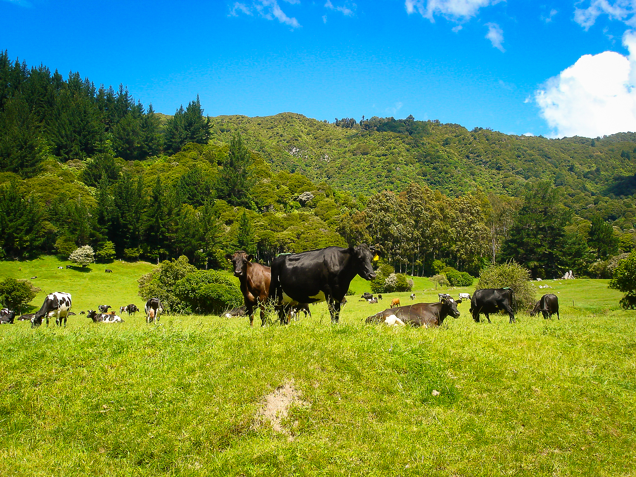 NEW ZEALAND JOURNAL OF AGRICULTURAL RESEARCH期刊推荐理由