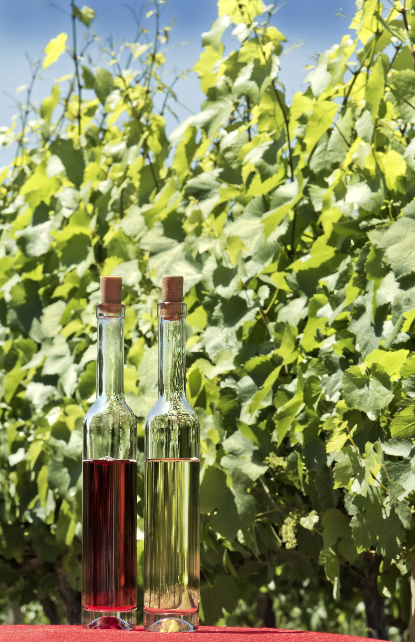 Opus One, Insignia, & Magnums: Exploring High-End Wine